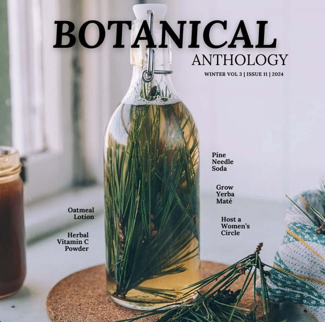 An image of pine needle soda in a clear glass bottle with pine needles steeping inside the liquid.