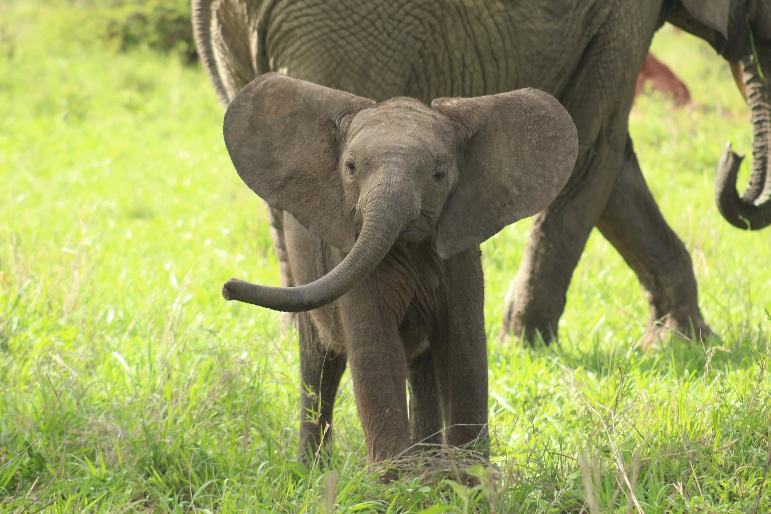 A baby elephant standing in green grass with an adult elephant partially visible behind it.