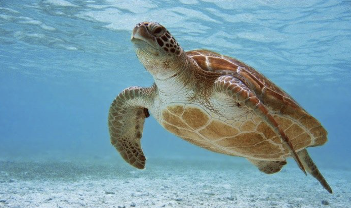 Bali, Group Travel, Purification, Ubud, Spiritual Travel, Gili Islands, Turtles