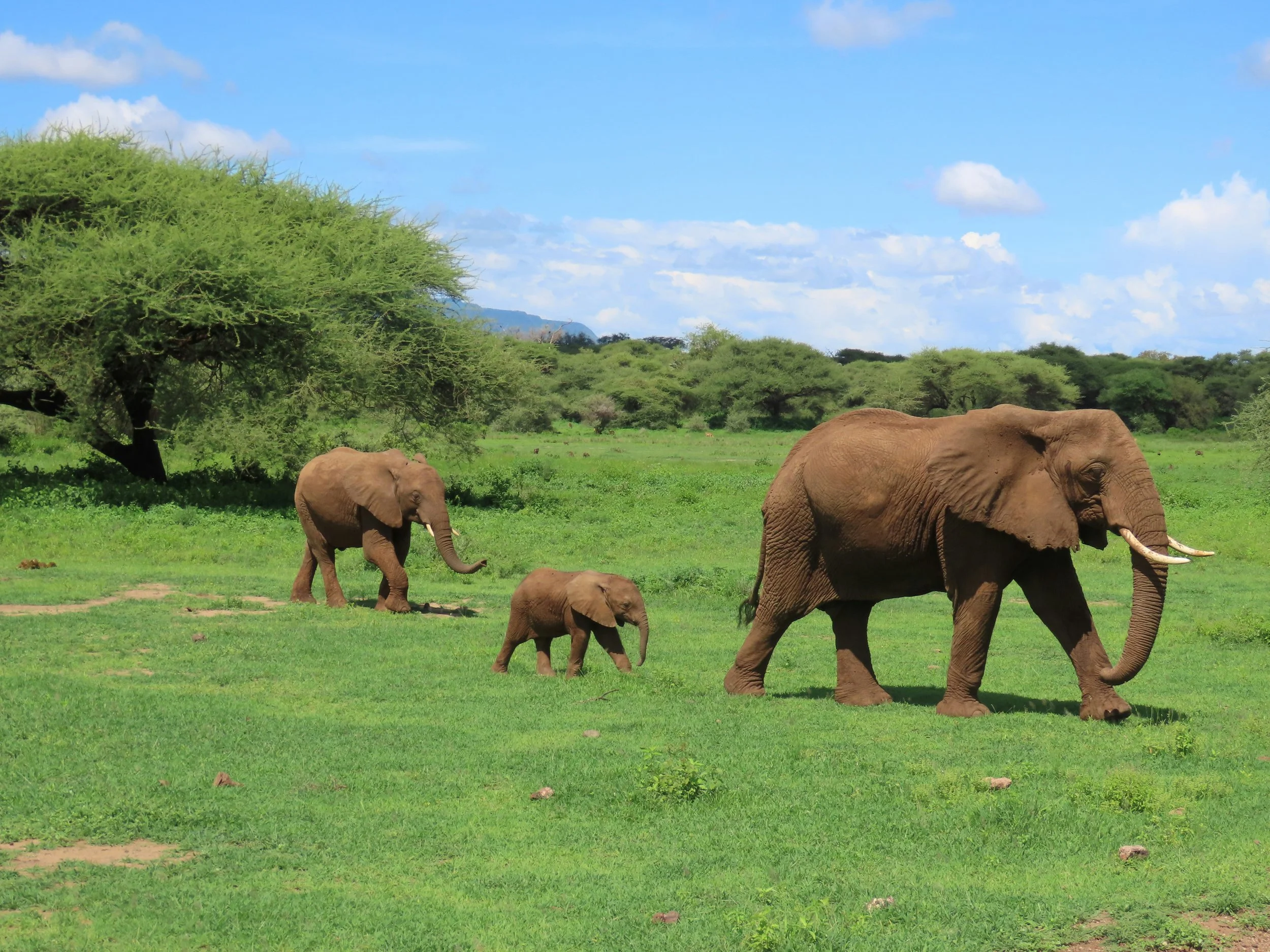 Tanzania, Serengeti, Group Travel, Sustainable Travel,