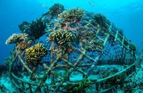 🇮🇩 Bali: Marine Conservation &amp; Community Leadership