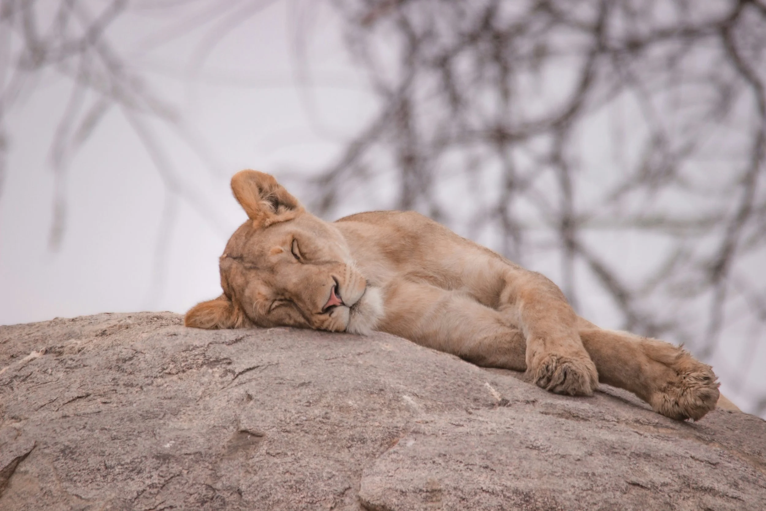 5 Reasons Why I Keep Returning to Tanzania: A Reset Beyond the Desk 🦁