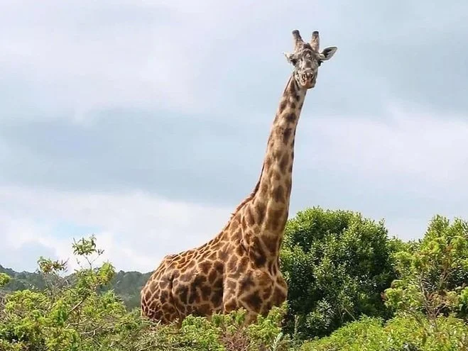 Wildlife