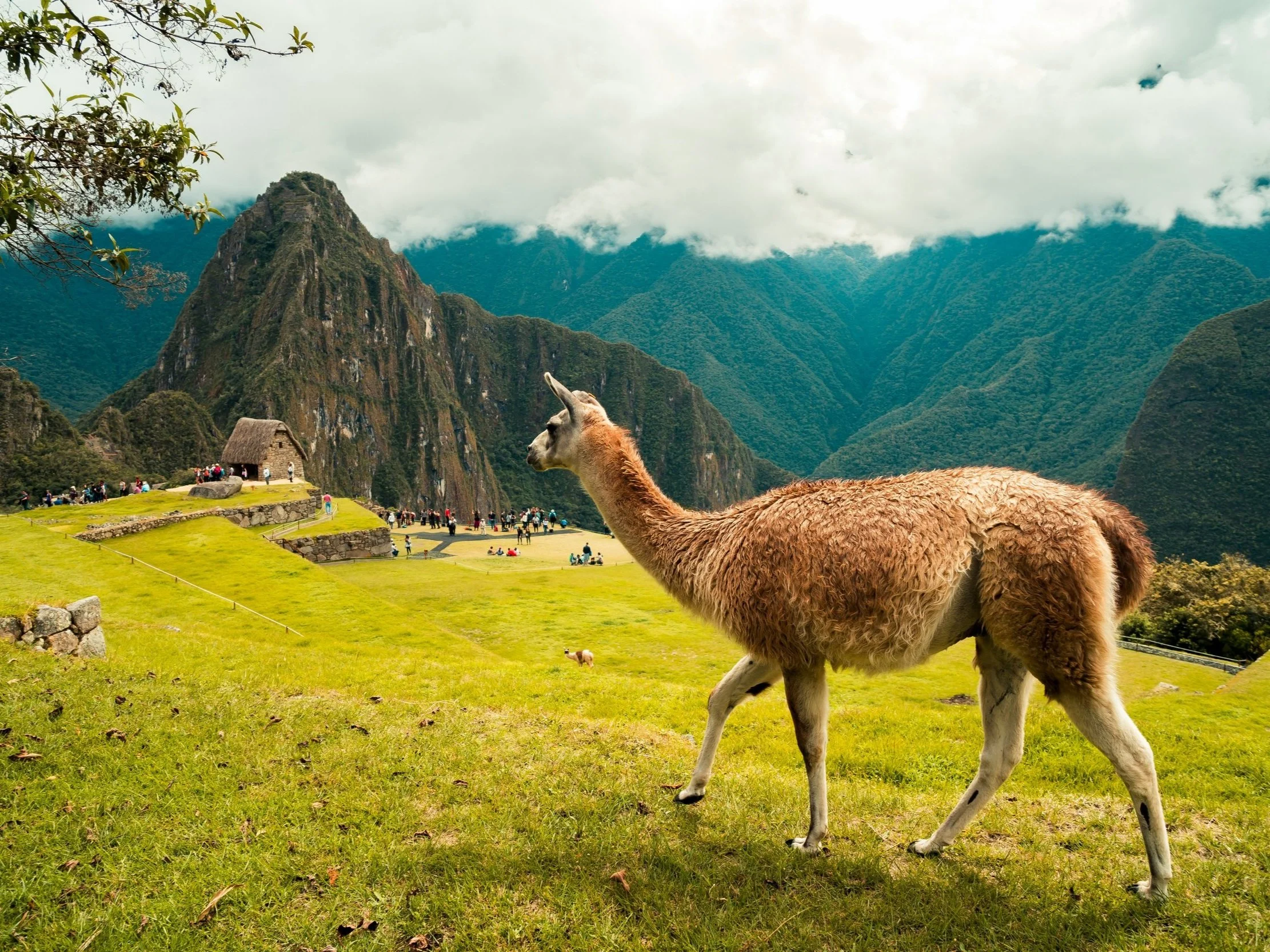 A llama walking on green grass in front of Machu Picchu, with lush mountains and clouds in the background, and tourists exploring the site.