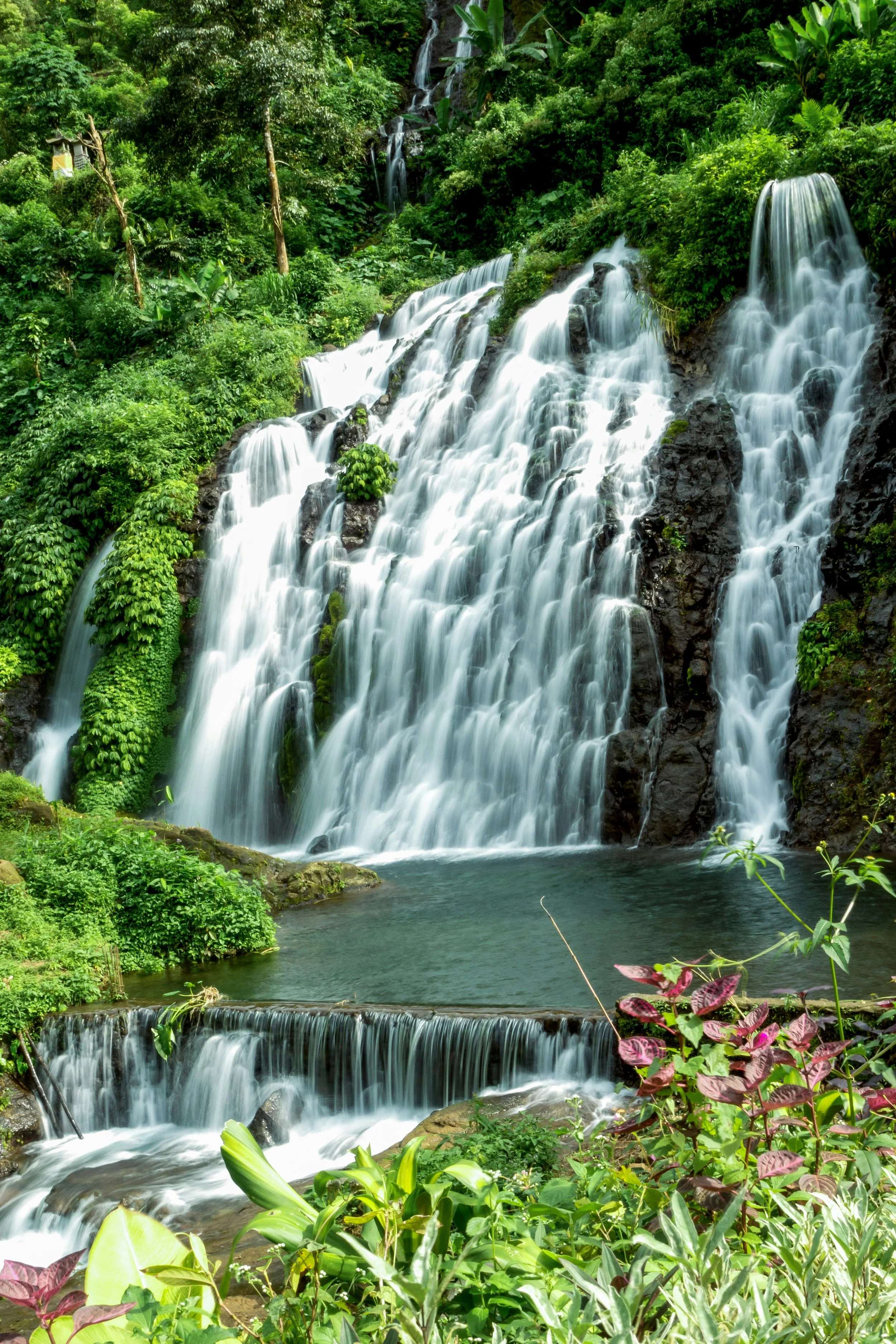 A lush green forest with a multi-tiered waterfall cascading into a pool of water surrounded by various plants and foliage.