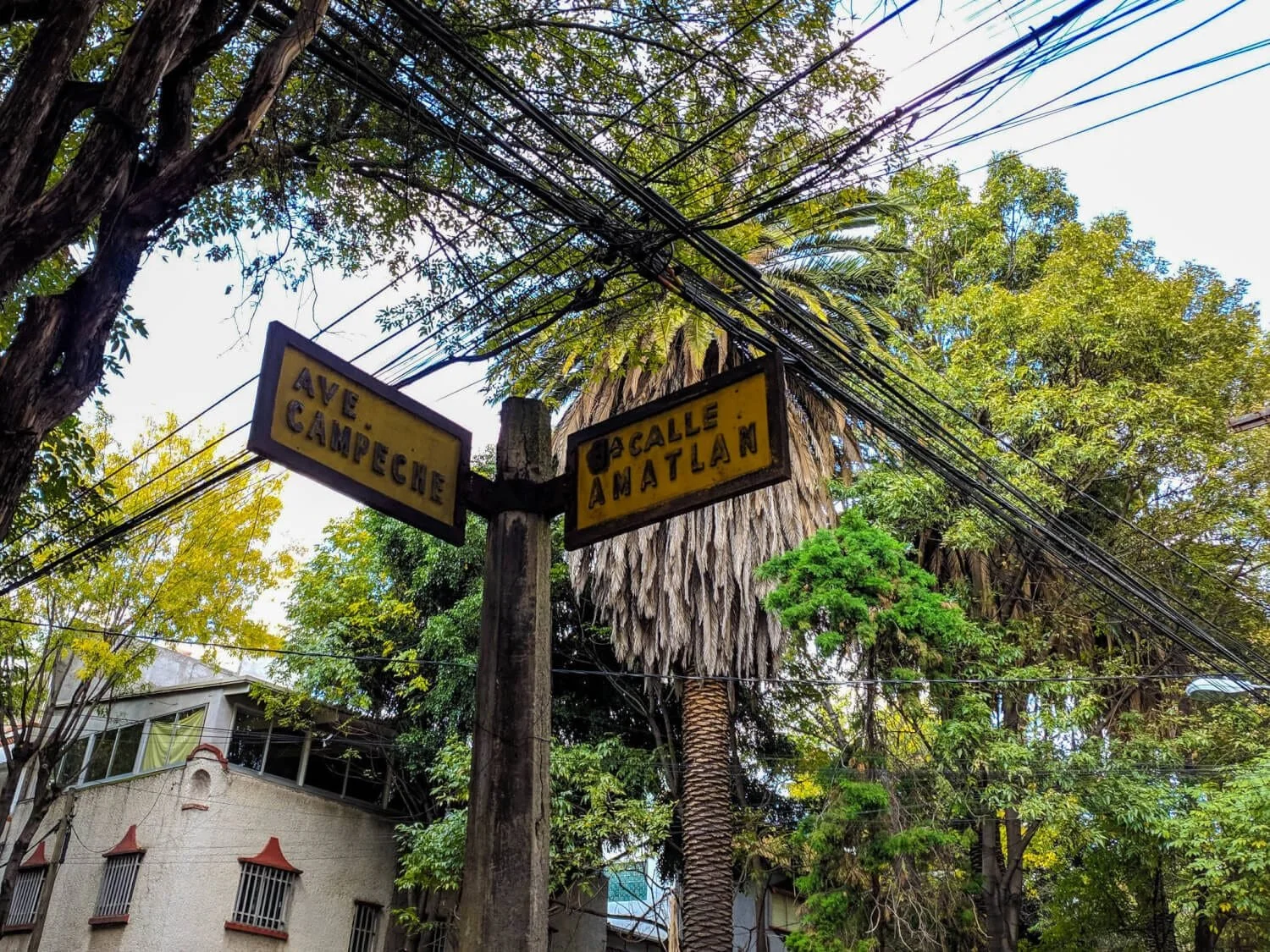 Street signs at the intersection of Ave Campeche and Calle Amatlán, surrounded by trees and overhead power lines.