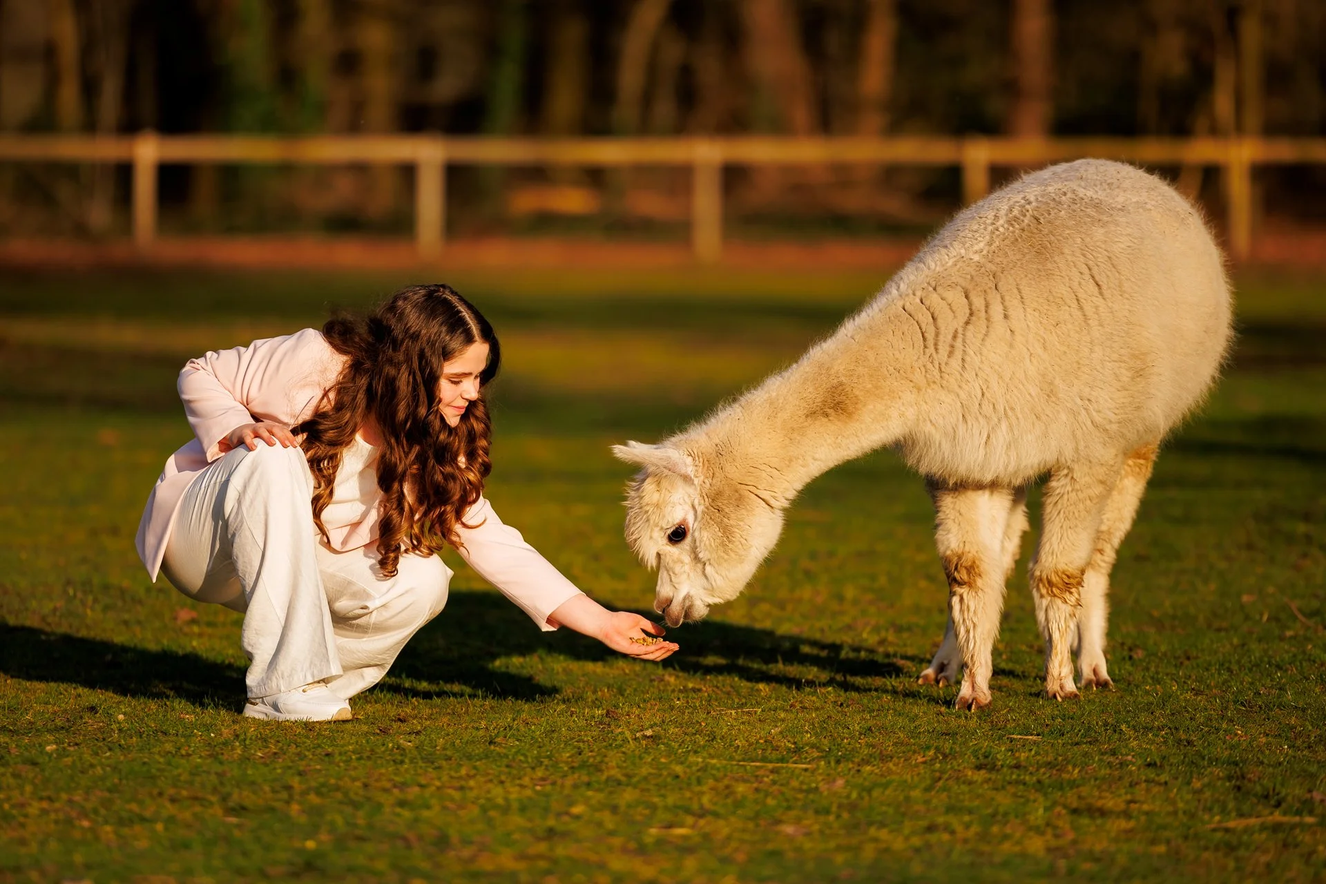 A woman with long brown hair crouches on the grass, feeding a small alpaca.
