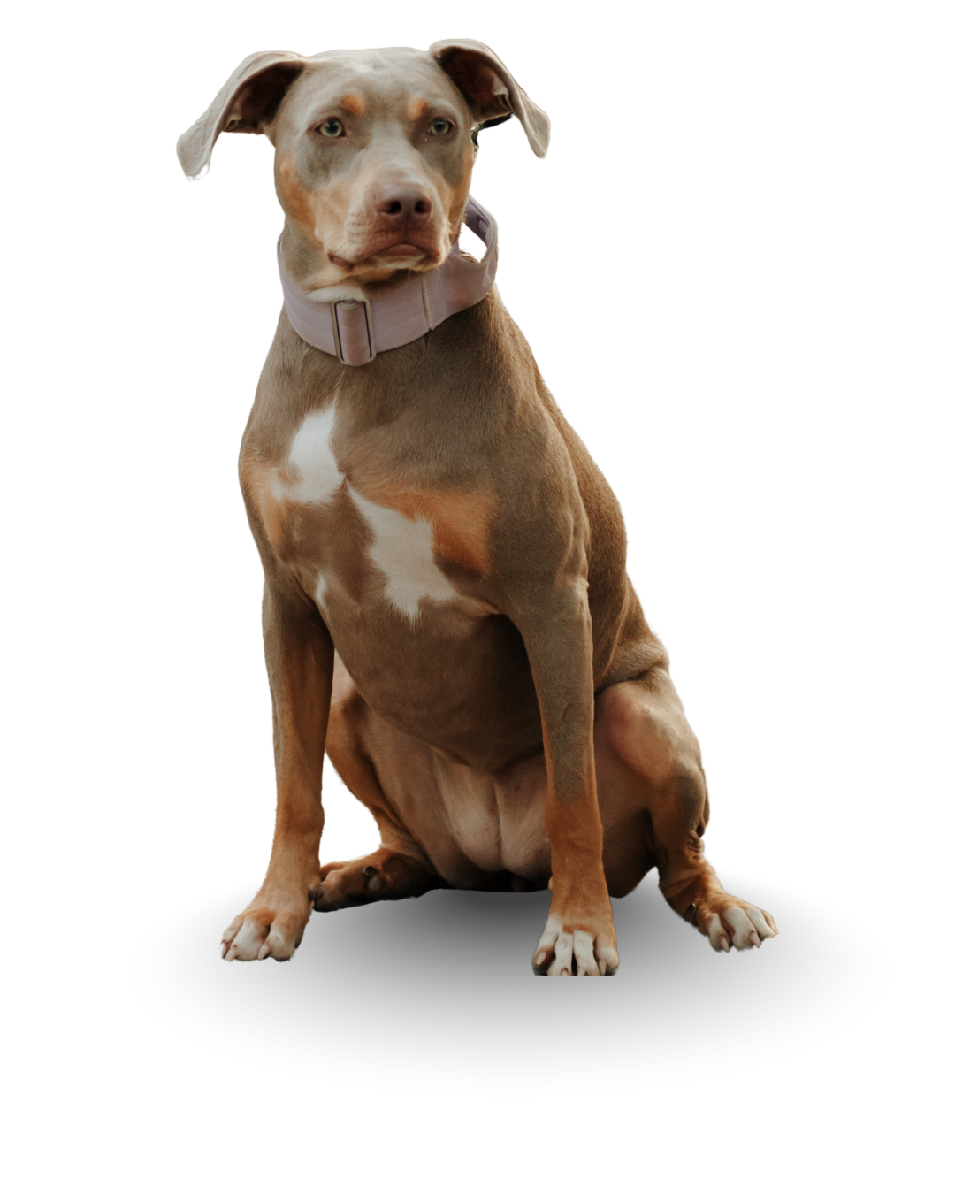 A brown and white dog sitting with a neutral expression, wearing a light-colored collar.