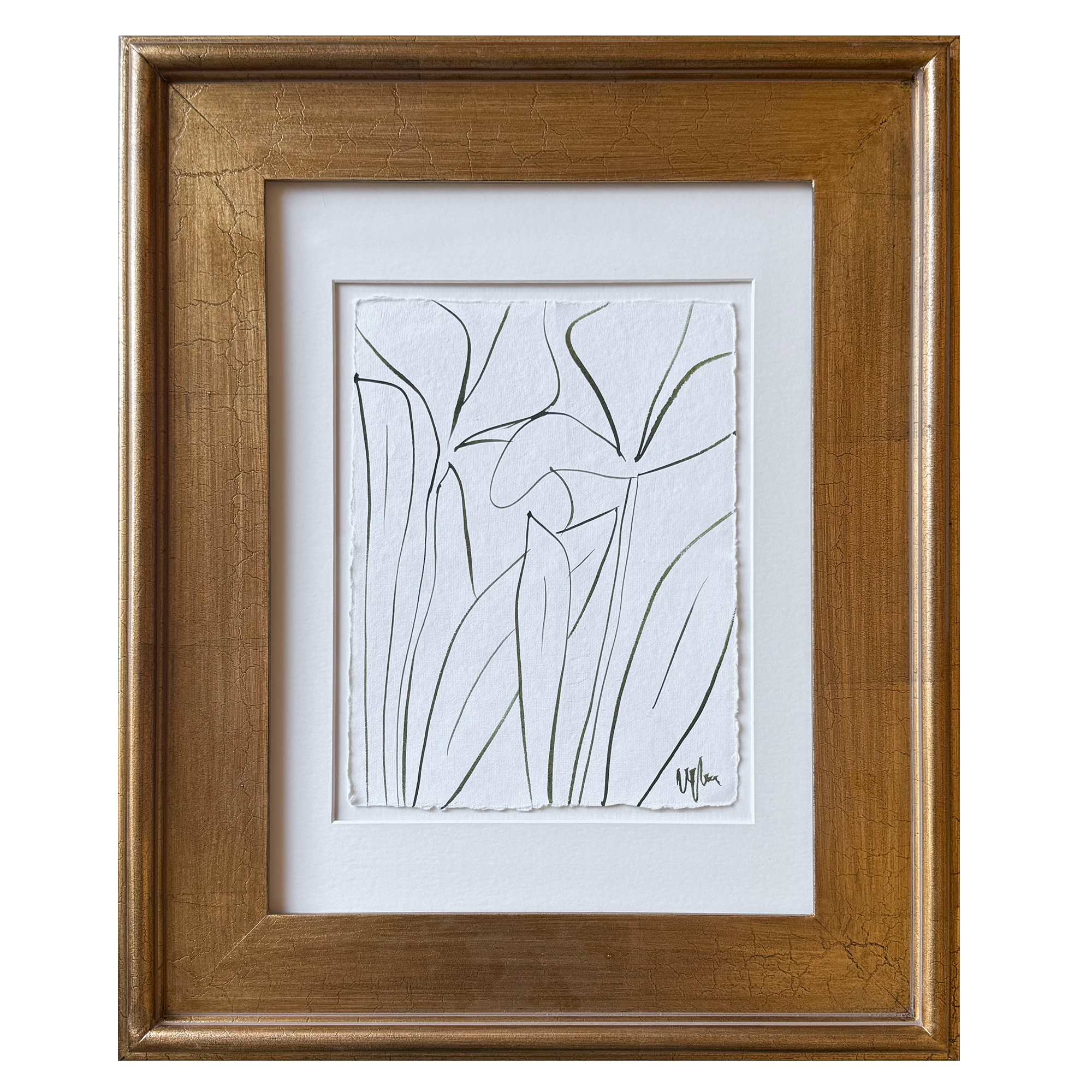 wide gold olive sketch.png