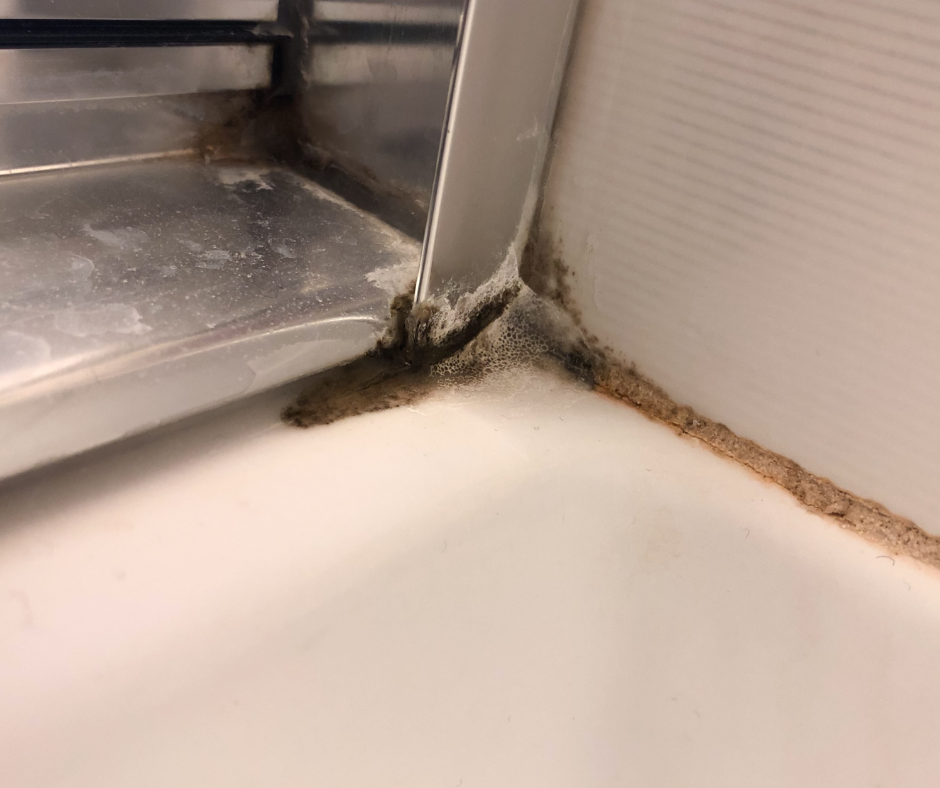 Can Mold Grow in Your Bathroom After Hot Showers? What Fishkill, NY Homeowners Should Know