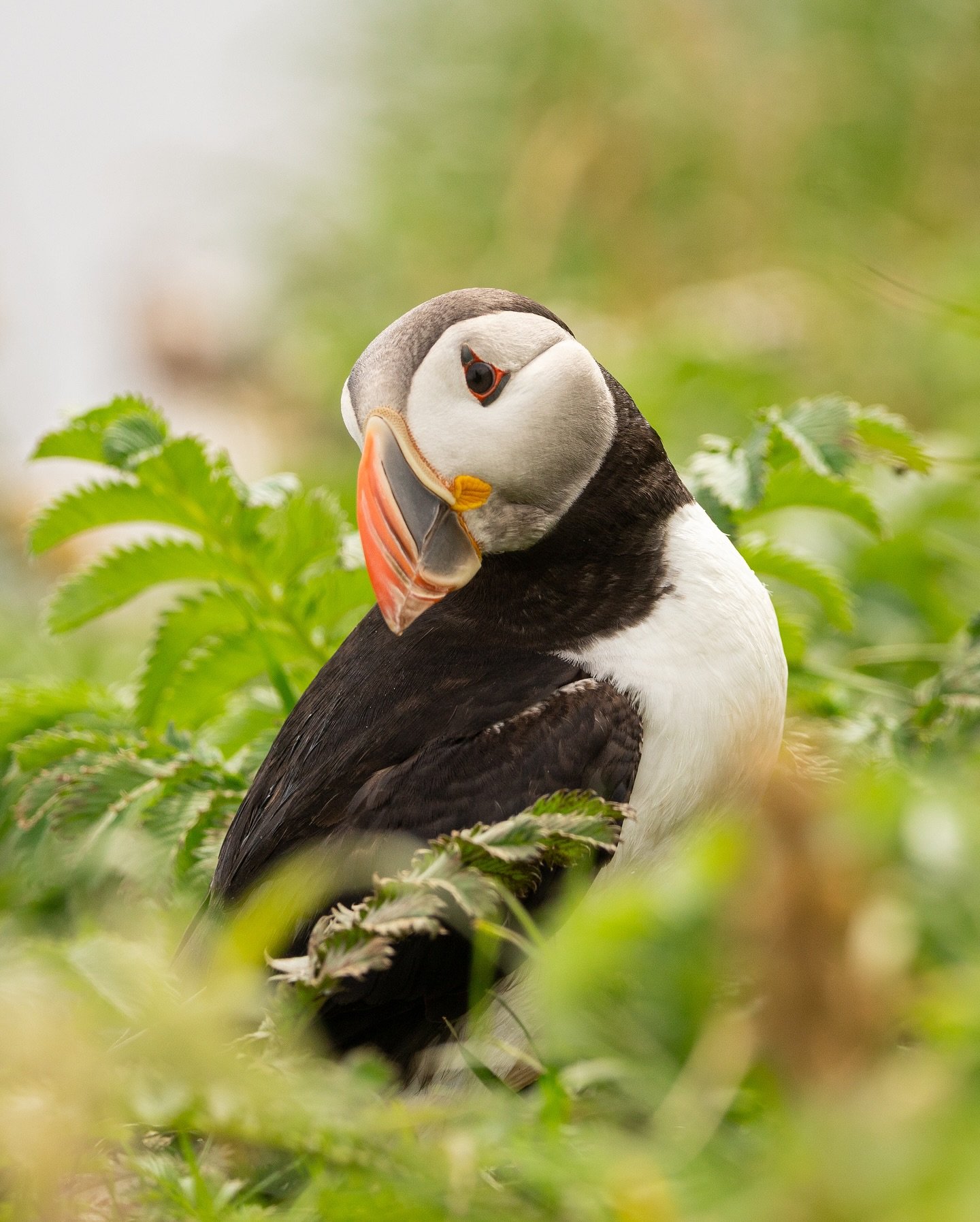 So glad to have finally got up close and spent some time with puffins! After failed trips, photographing off the sides of boats and everything else, it was amazing to finally get on land and up close to these fantastic seabirds.