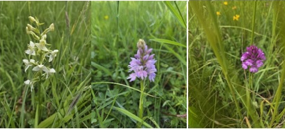 Discovering Wild Orchids Along the Wylye Valley Walks - Emma, Wylye Valley Walkies