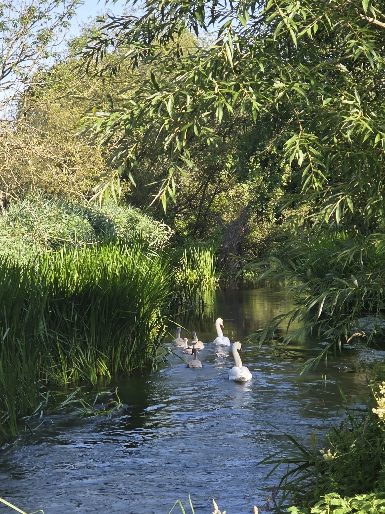 it's been a scorcher of a summer so far - Emma Wylye Valley Walkies‍. ‍