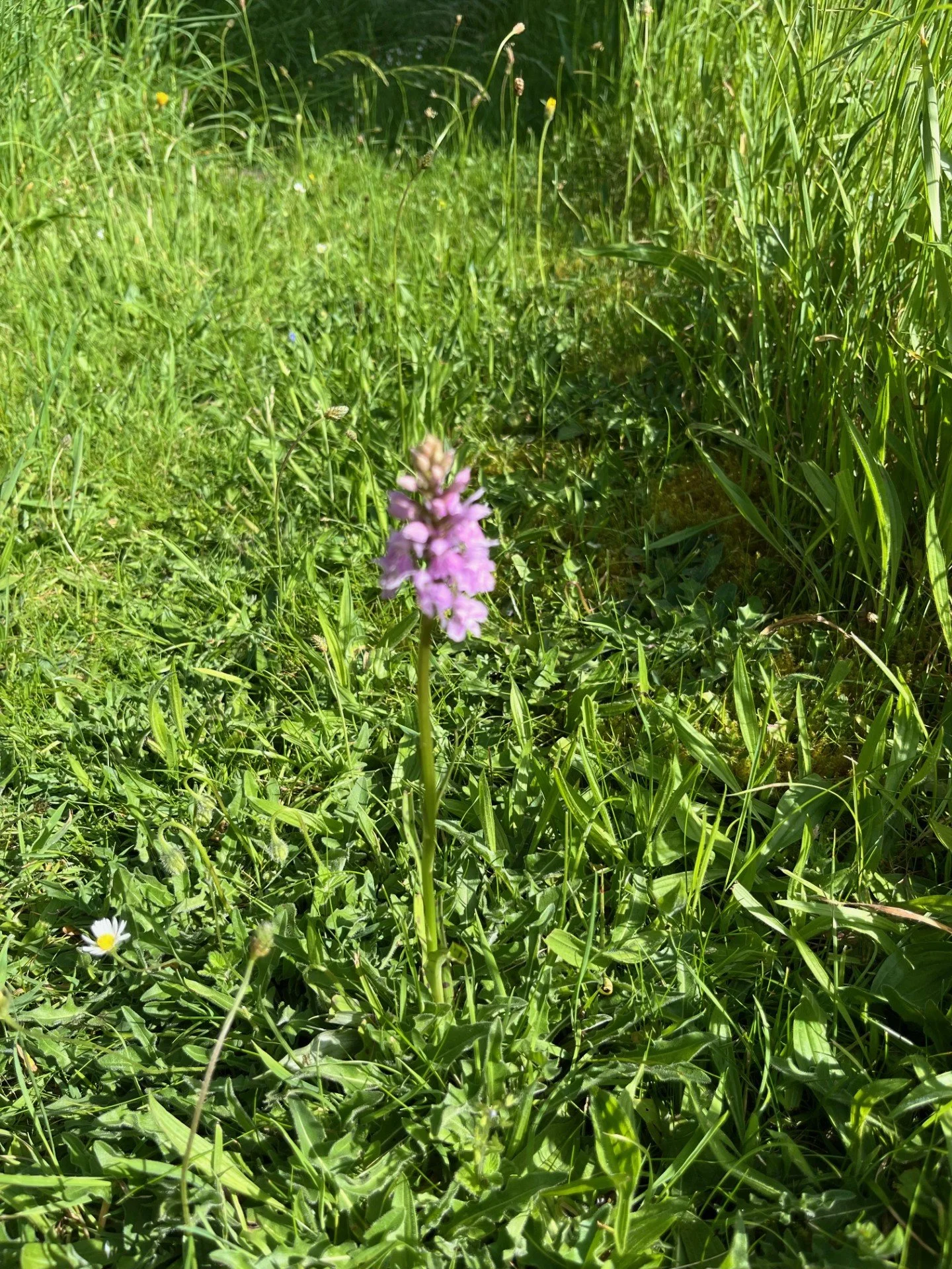 Wild orchid found in St Mary's churchyard wild flower garden - June 2026