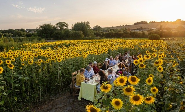 Sun flowers.jpg