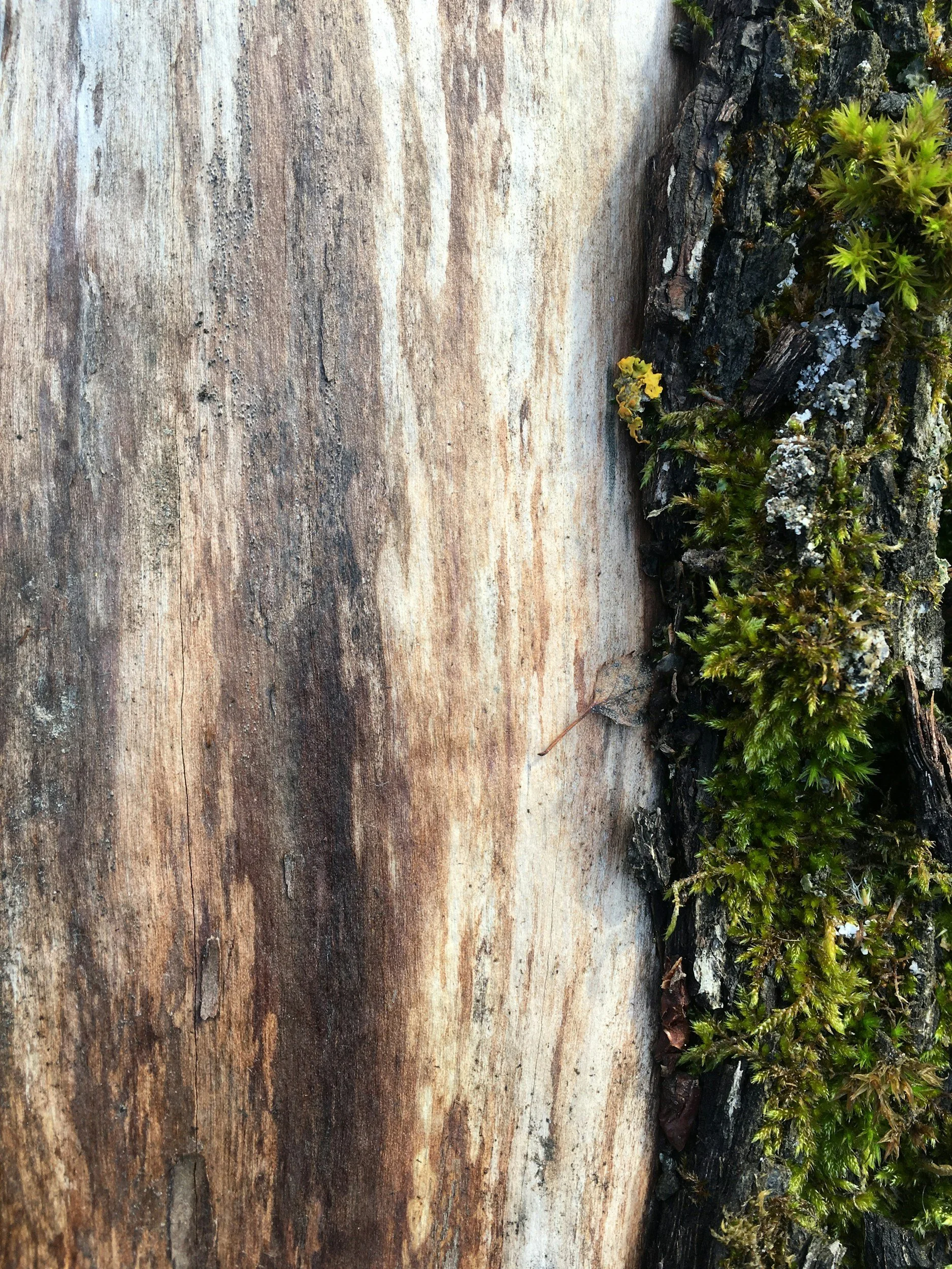 BELONGING