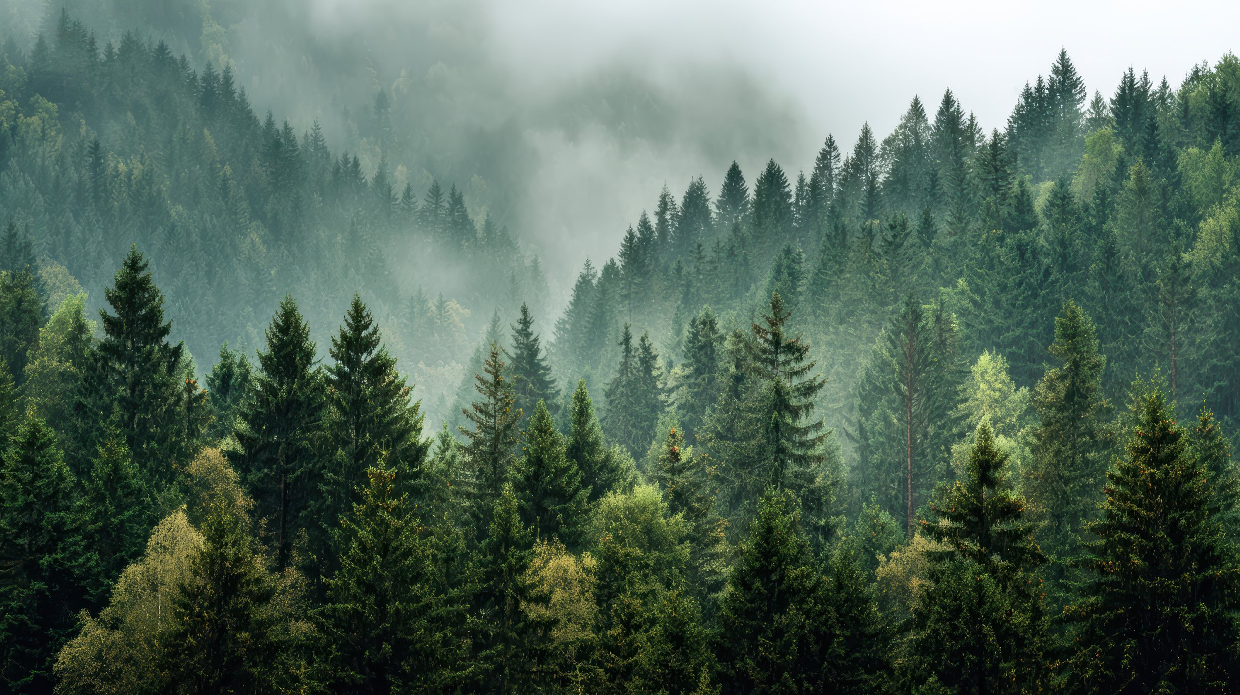 misty-green-forest-landscape-with-pine-trees.jpg