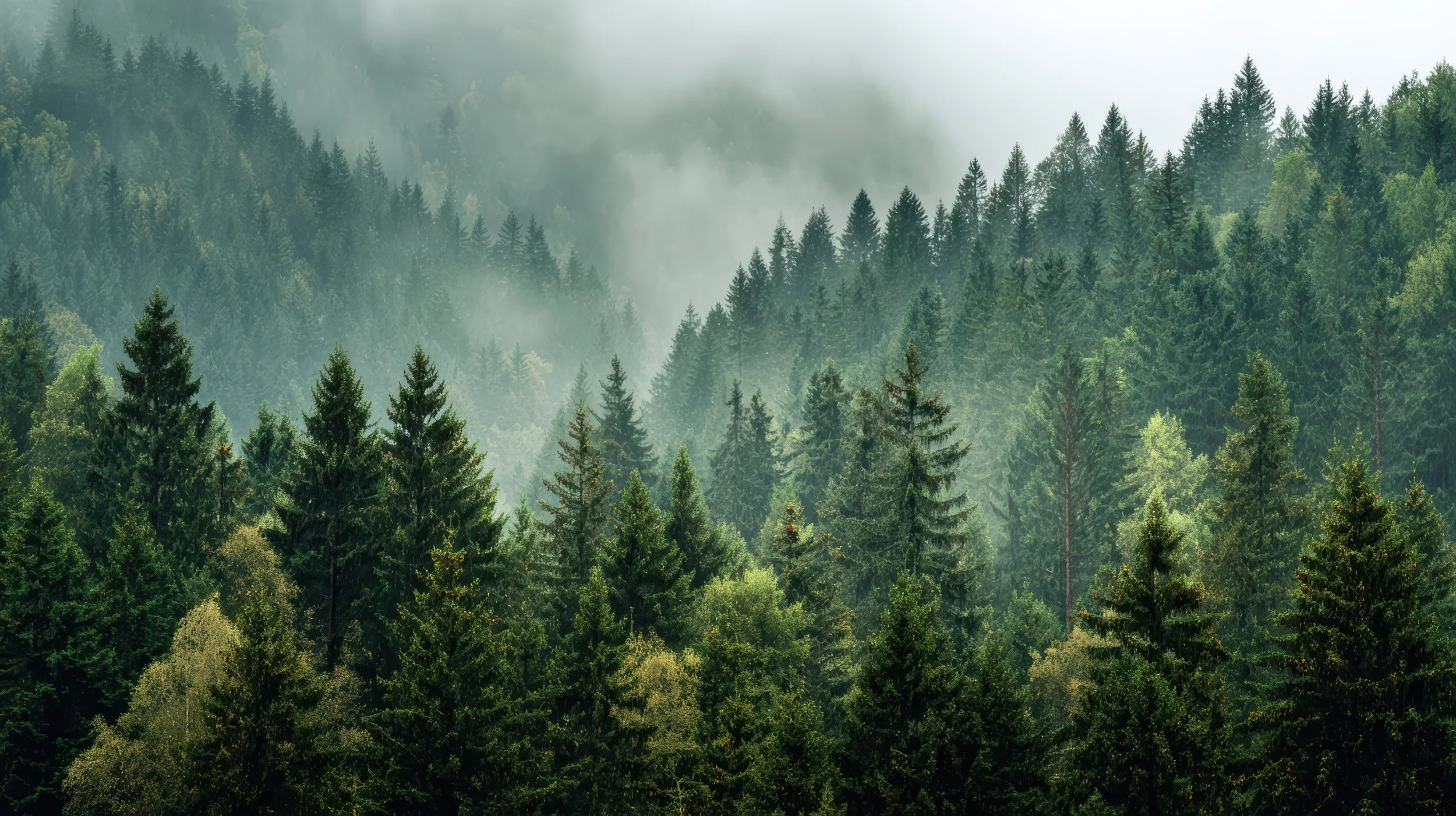 misty-green-forest-landscape-with-pine-trees.jpg