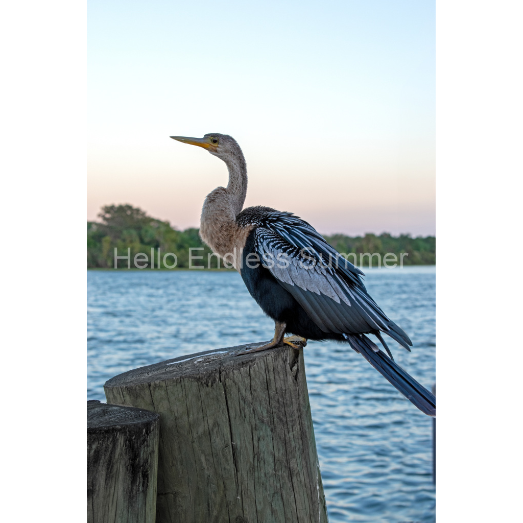 image_original_8ffebf616addfc6dfc4a8a6533fe4dbf.png