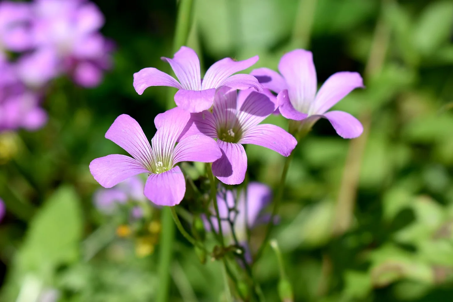 DSC_0055.jpg