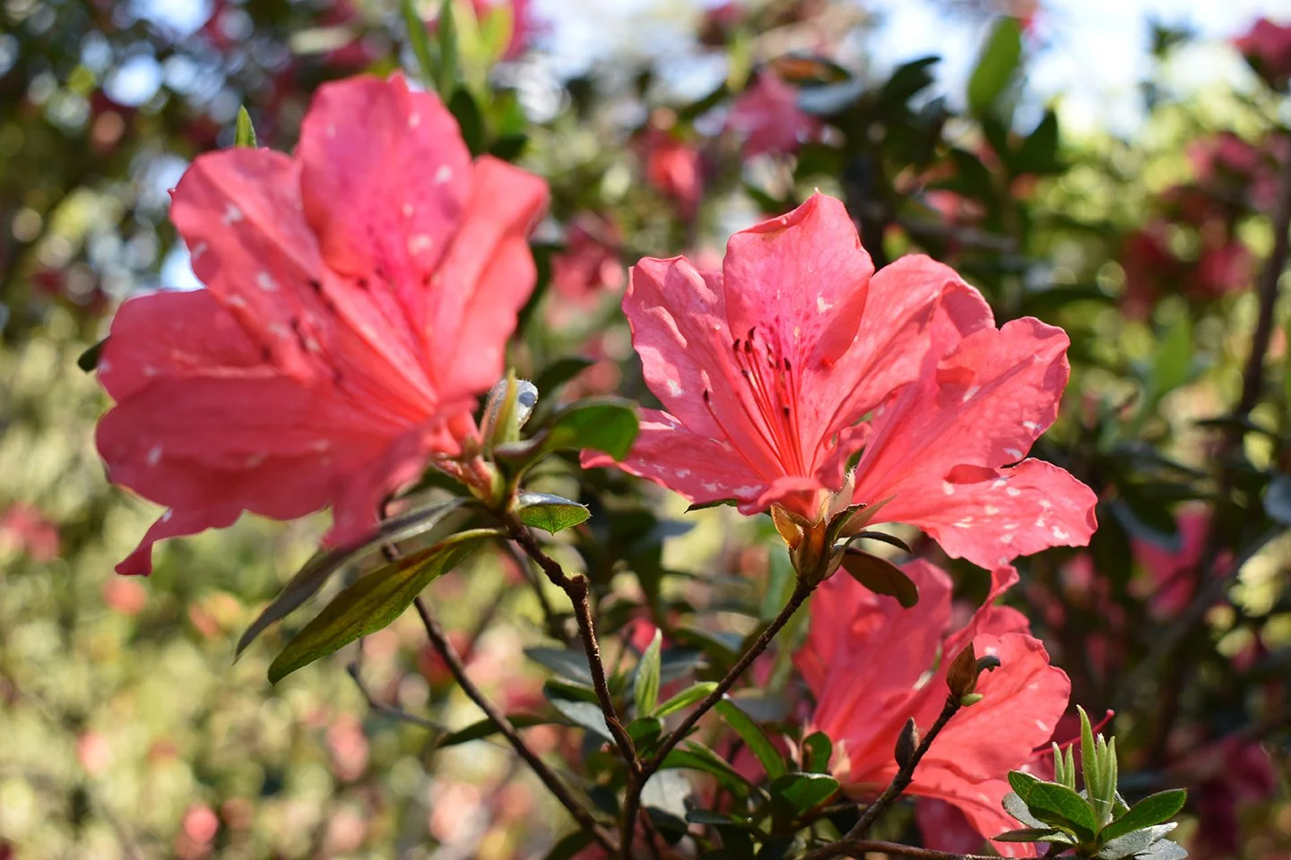 DSC_0077.jpg