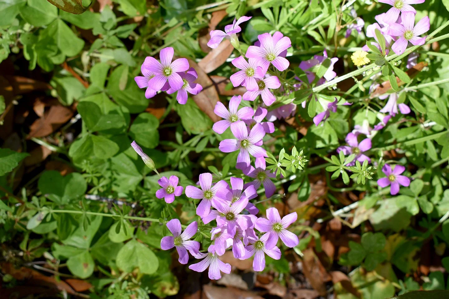 DSC_0053.jpg