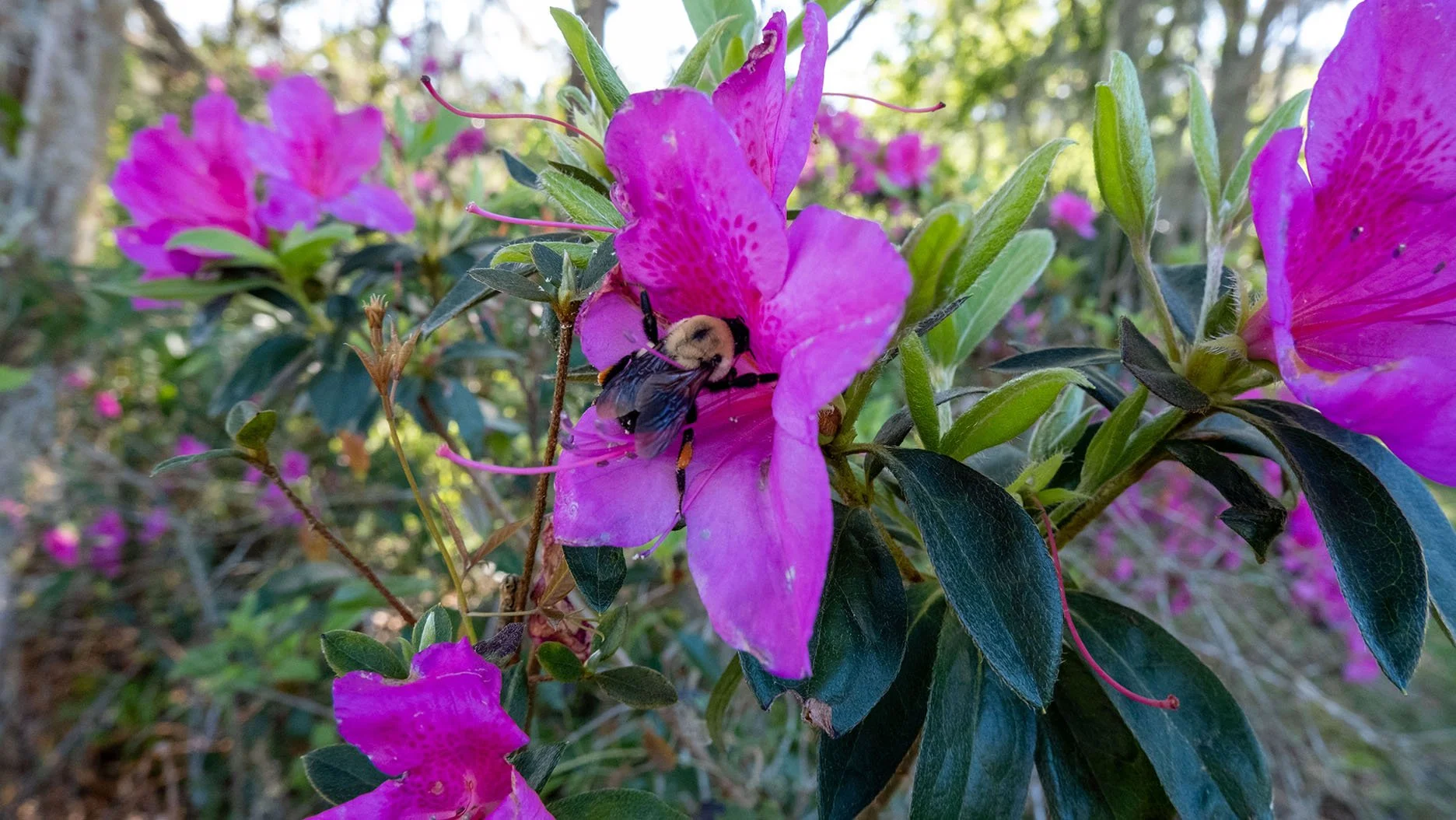 Ravine Gardens State Park Travel Guide 