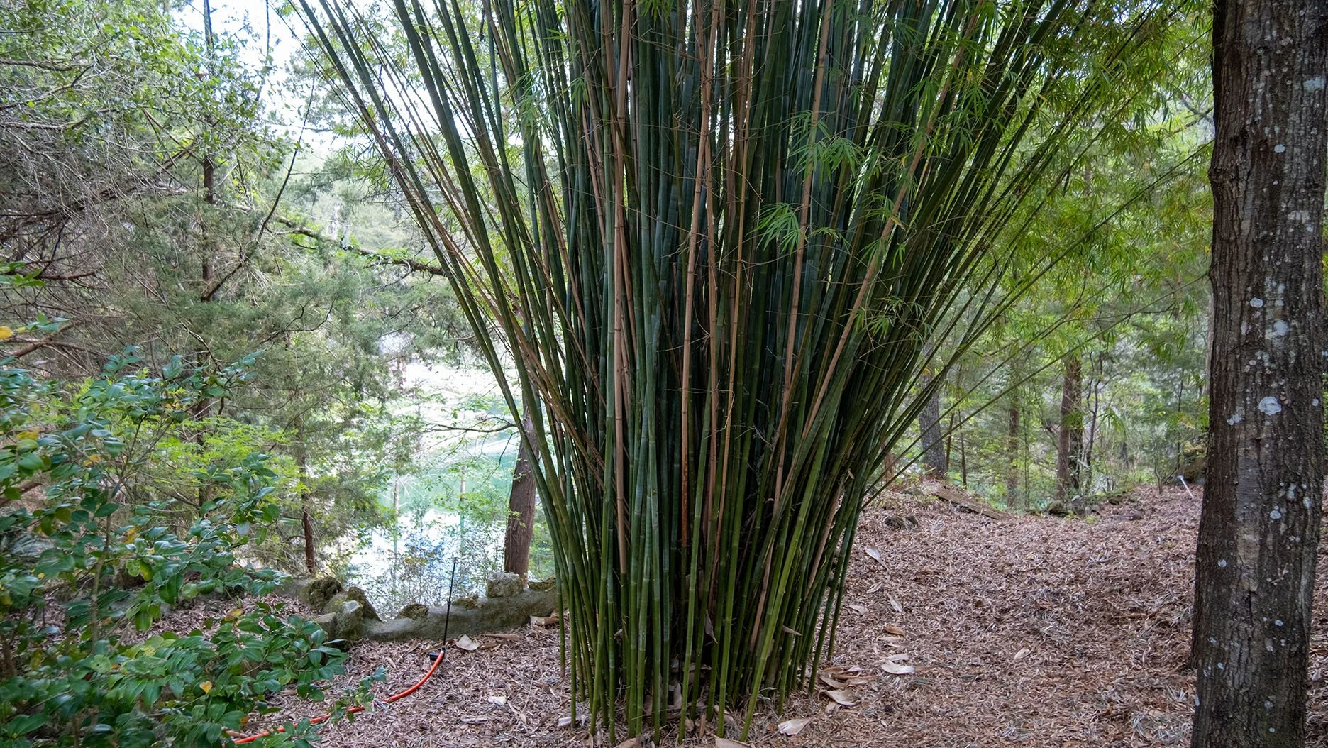 DSCF0800.jpg