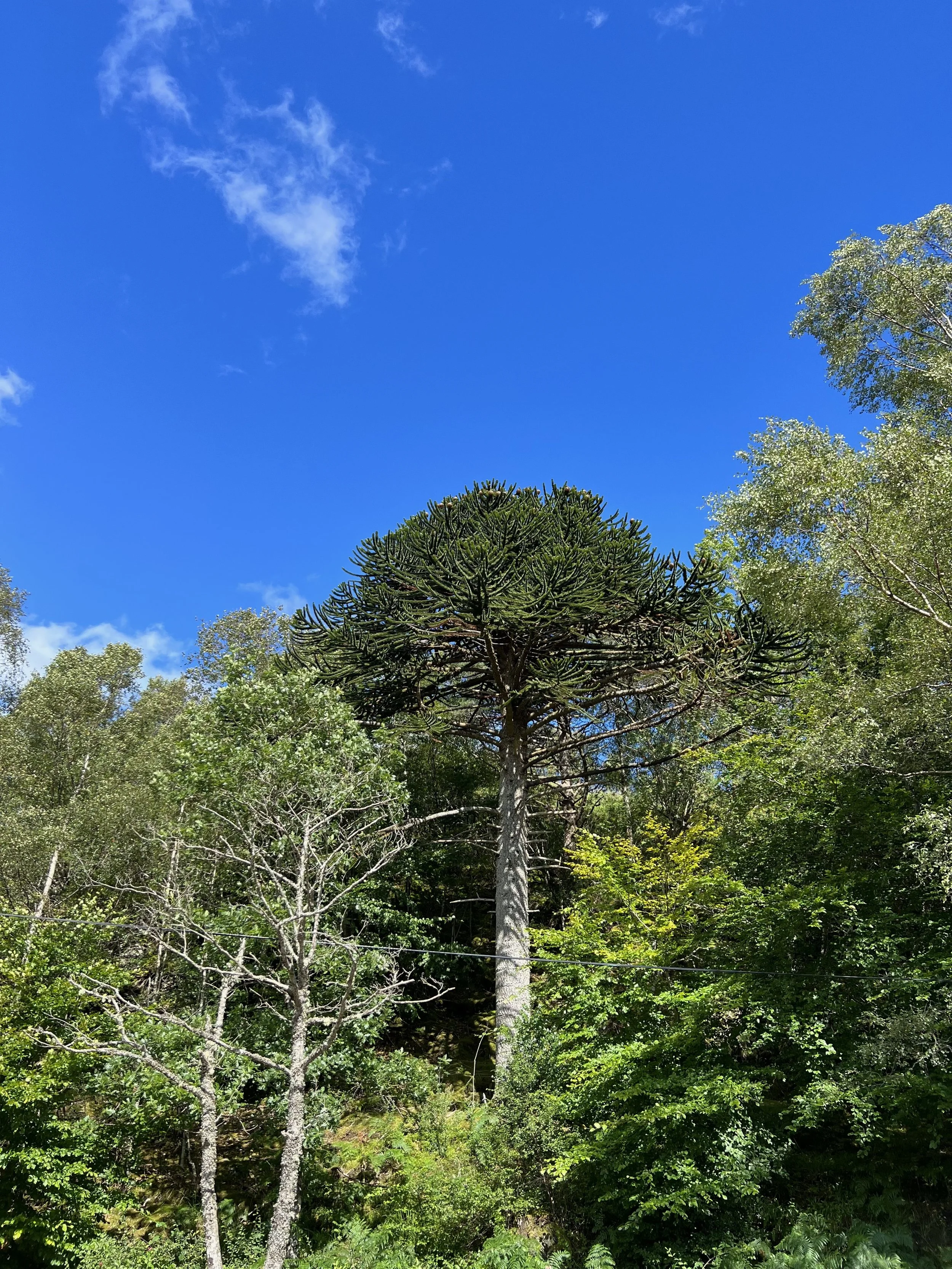 2022. Glenfinnan, Scotland