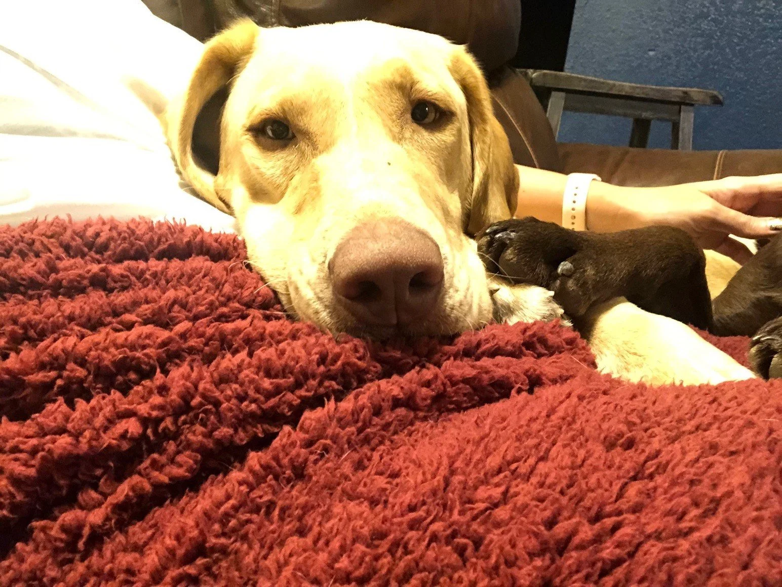 Fletch is still a lovable goofball