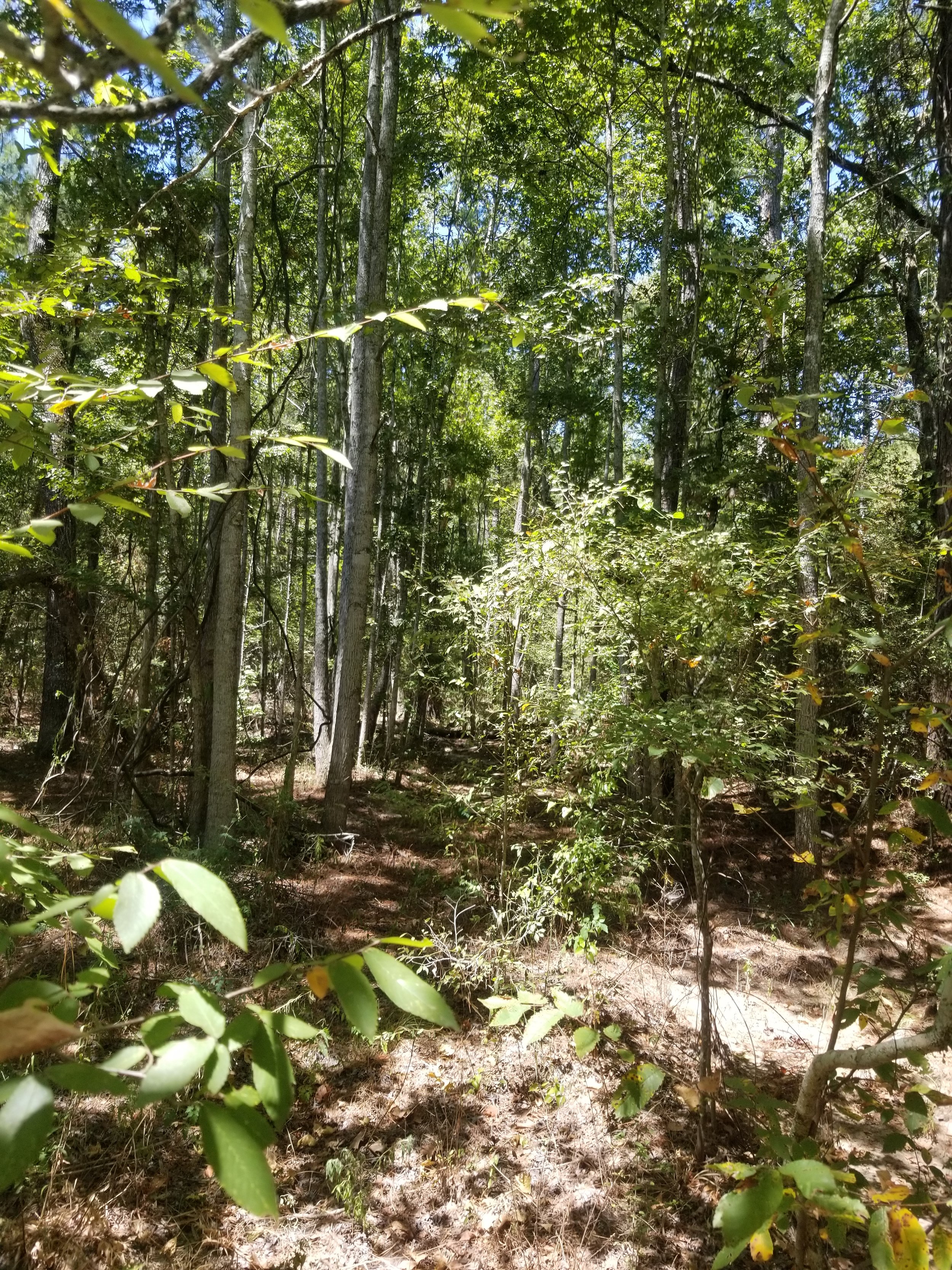 1.5 Acres -Lake L 2.jpeg