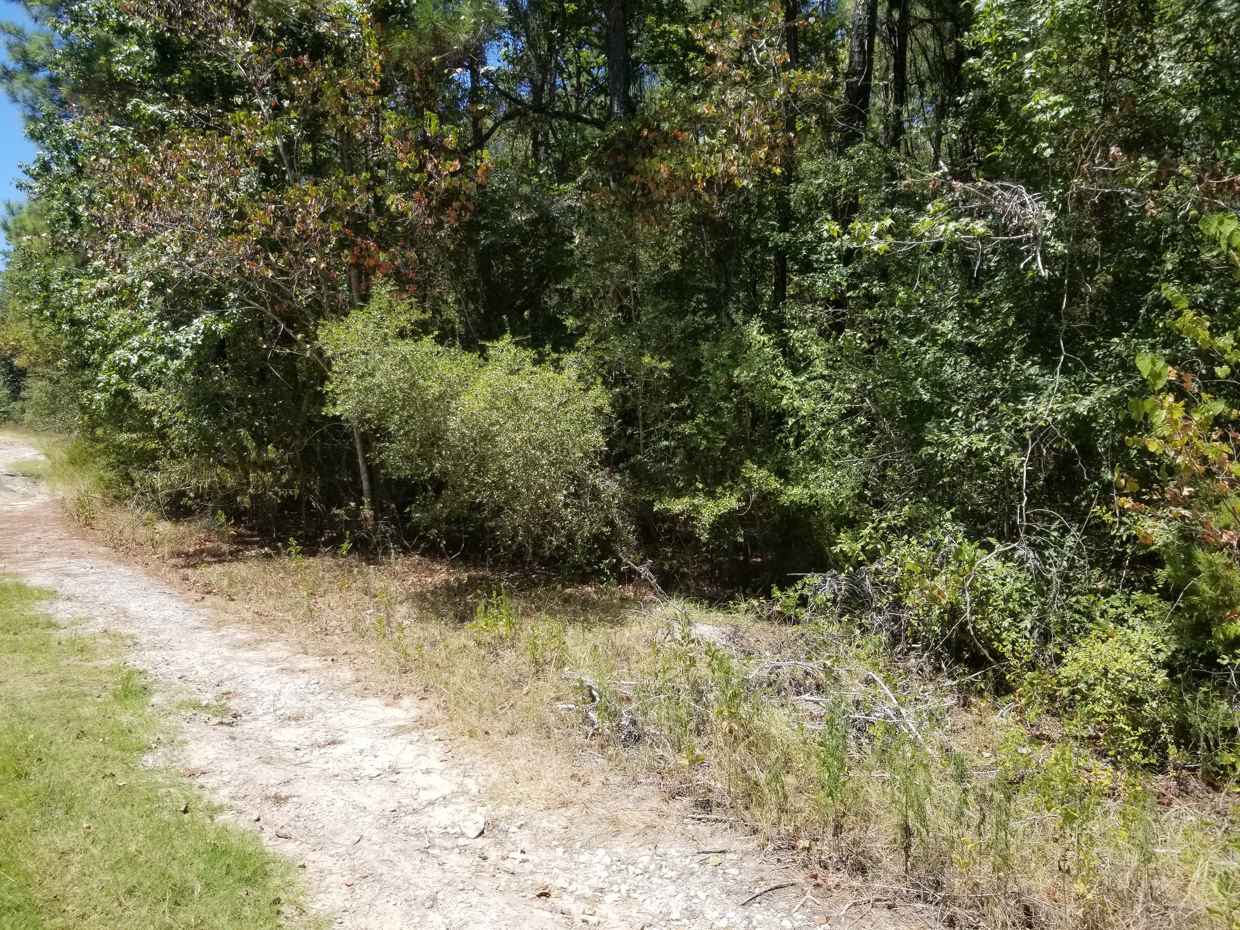 1.5 Acres -Lake L 6.jpeg