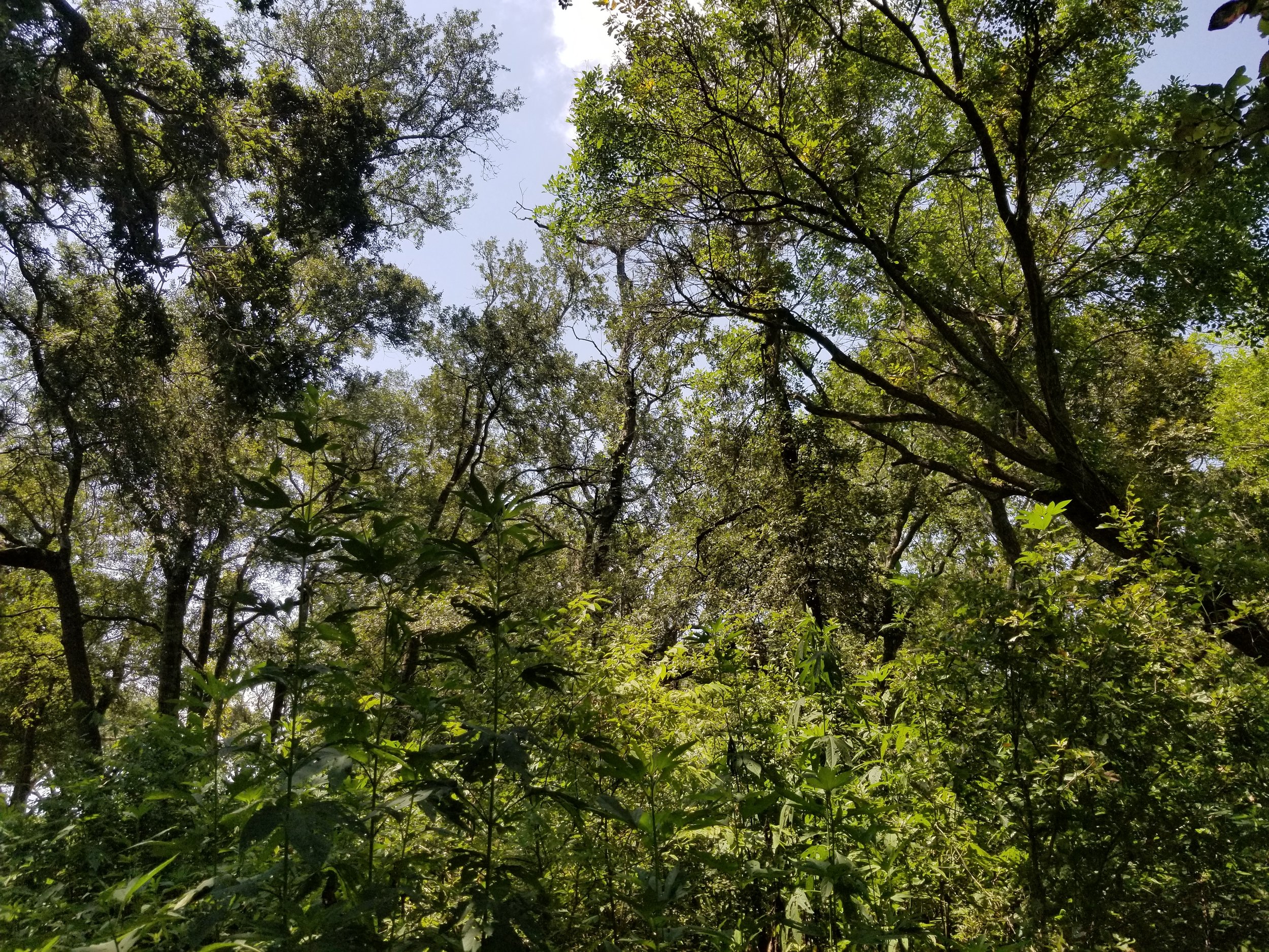 Austin Bayou - 3.jpeg