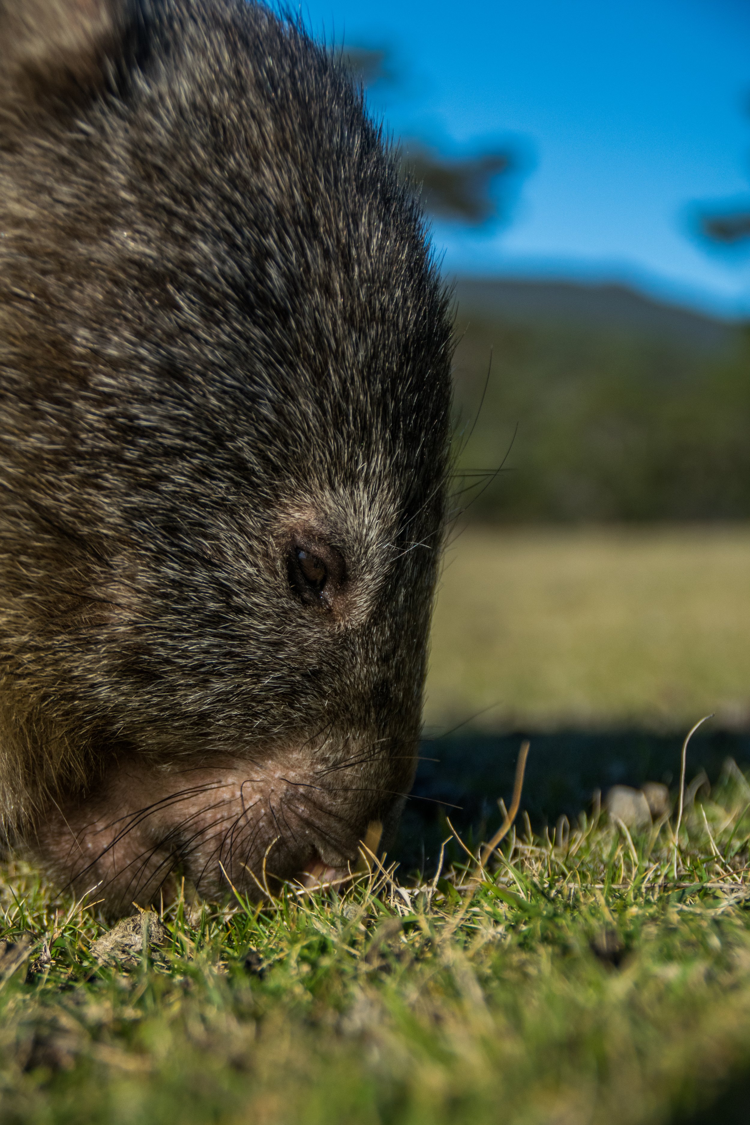A wombat grazing on Maria Island
