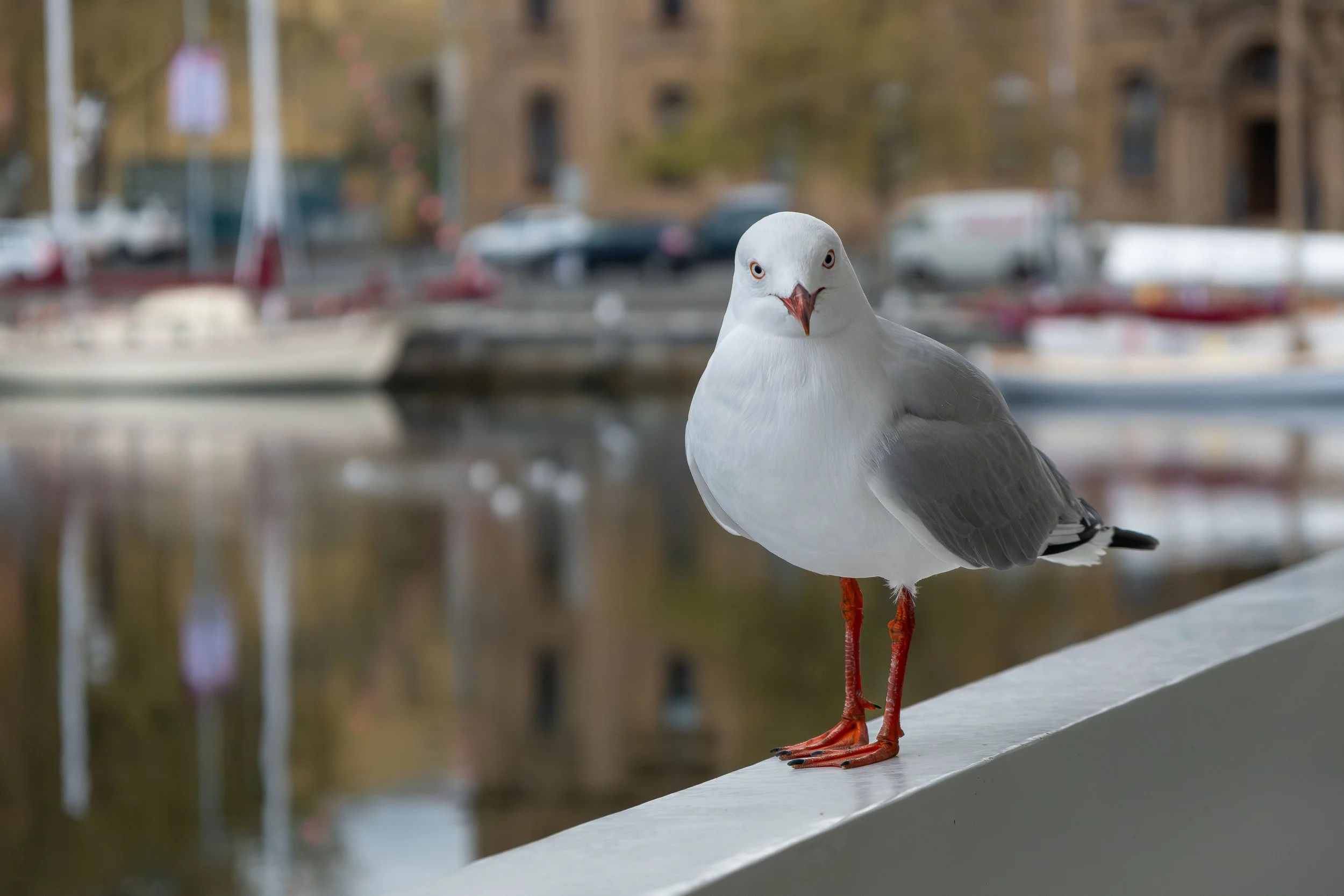 A cheeky seagull waits for a free chip at Constitution Dock