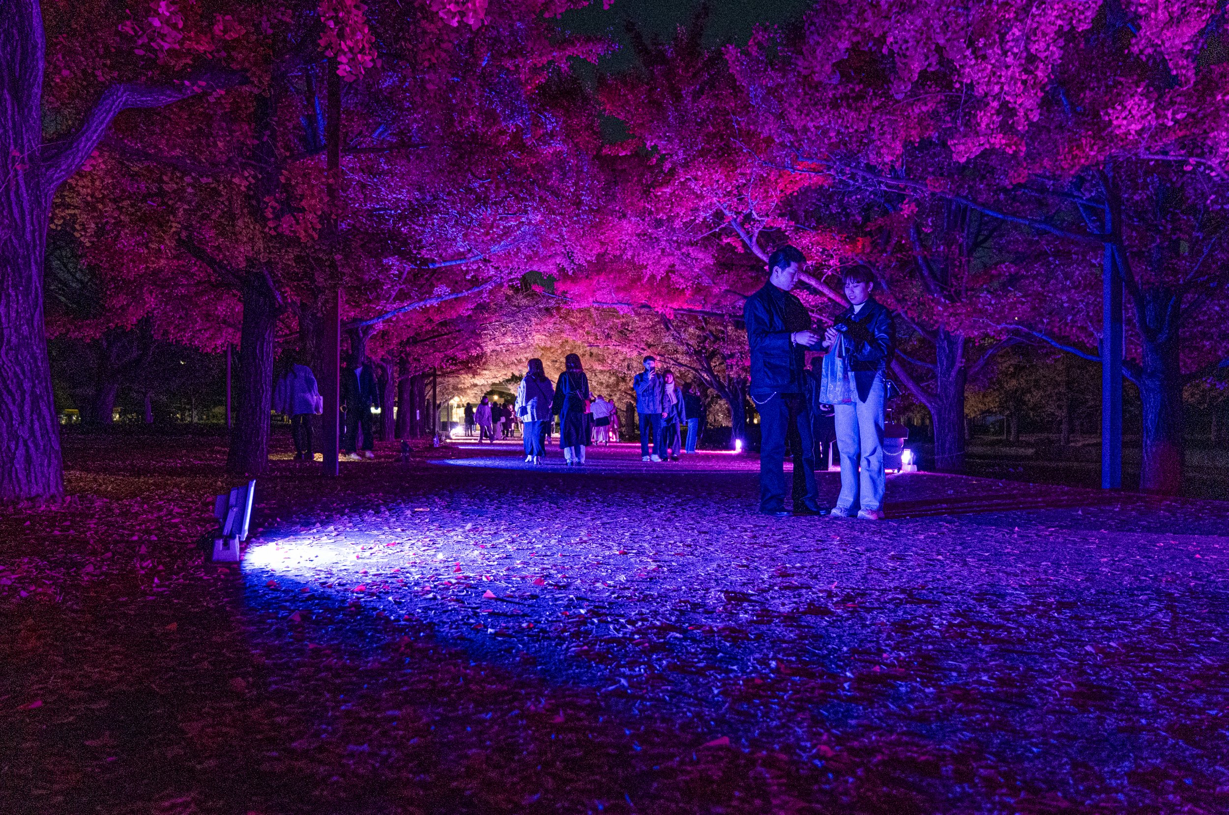 The illuminated pathway lined with Gingko trees, at Showa Kinen Park