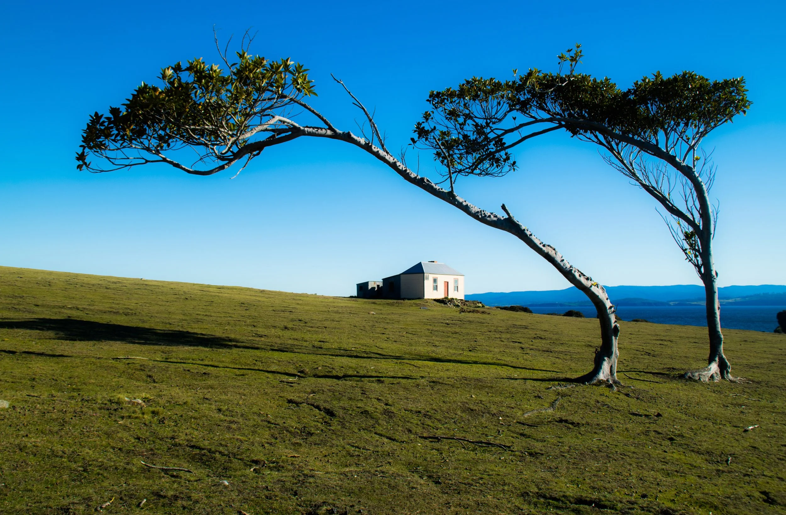 A small house framed by wind-swept trees at Maria Island