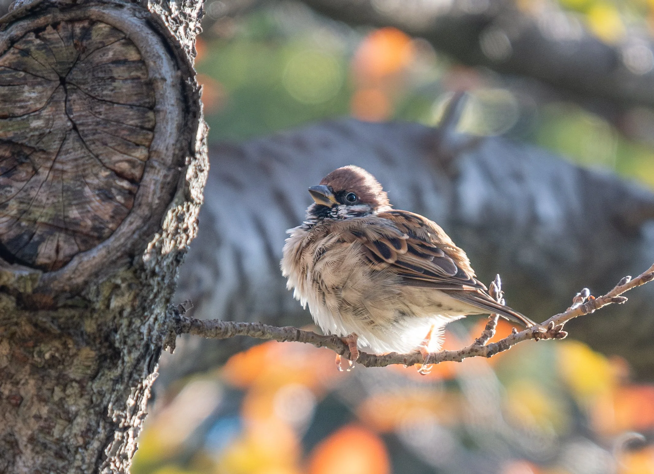 A sparrow fluffs itself up in winter, at Tennoji Park