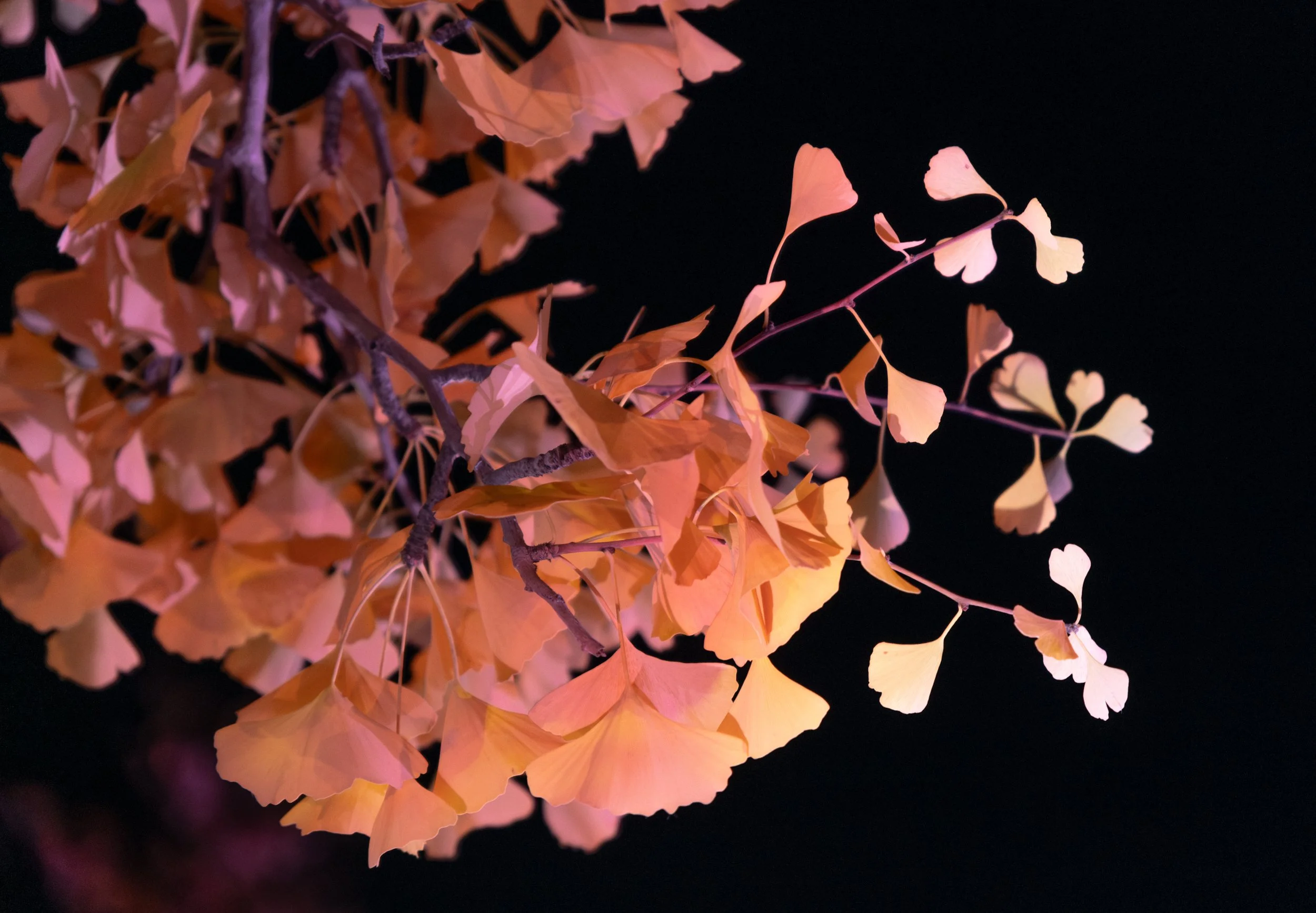 Illuminated gingko leaves at night