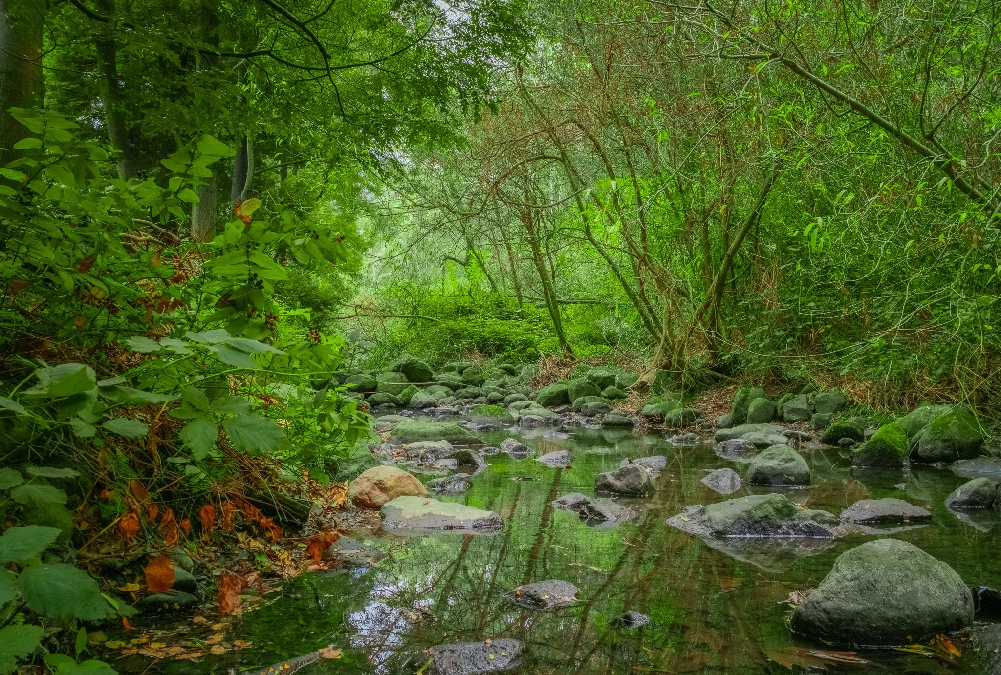 DSCF0692-2.jpg