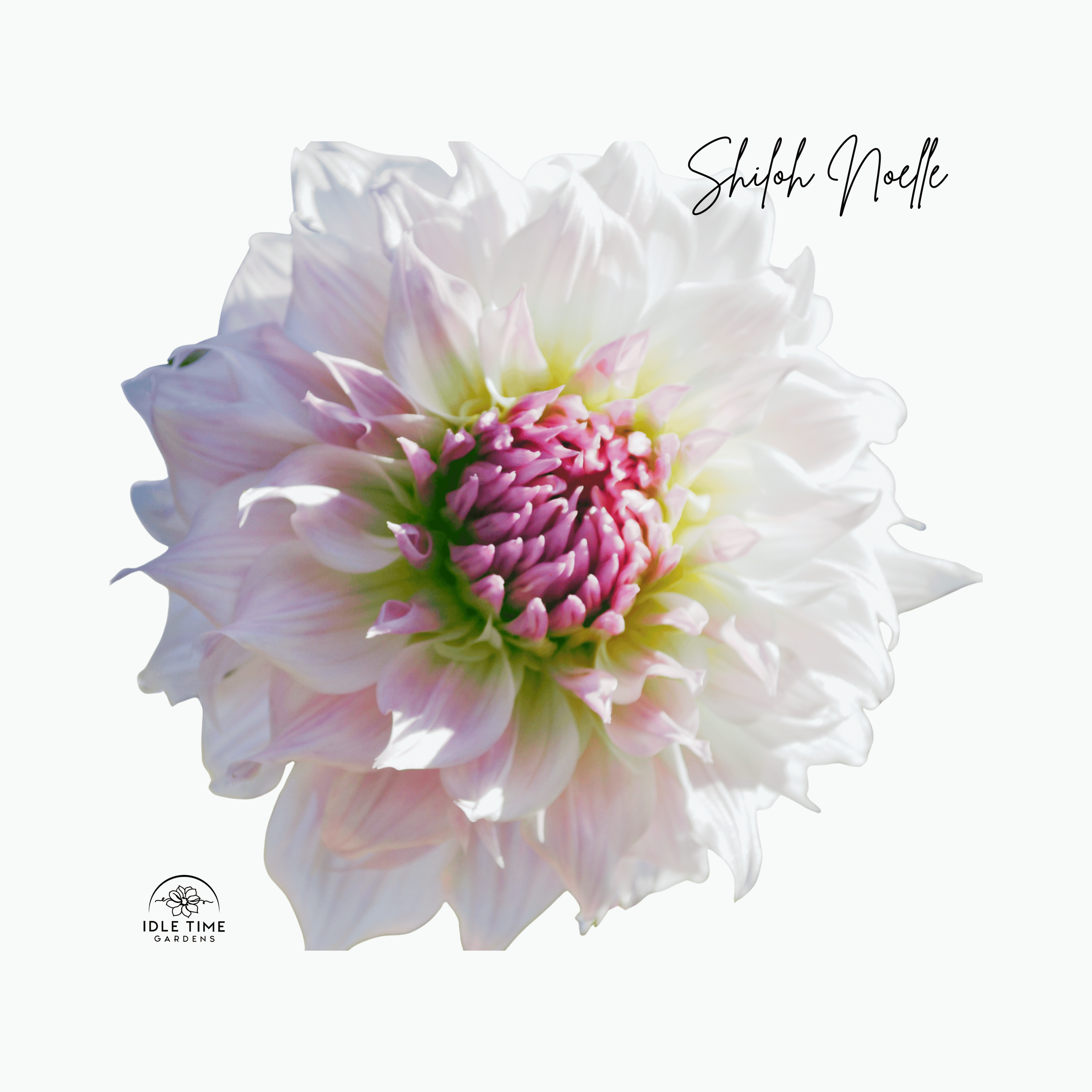 Shiloh Noelle - Single.png