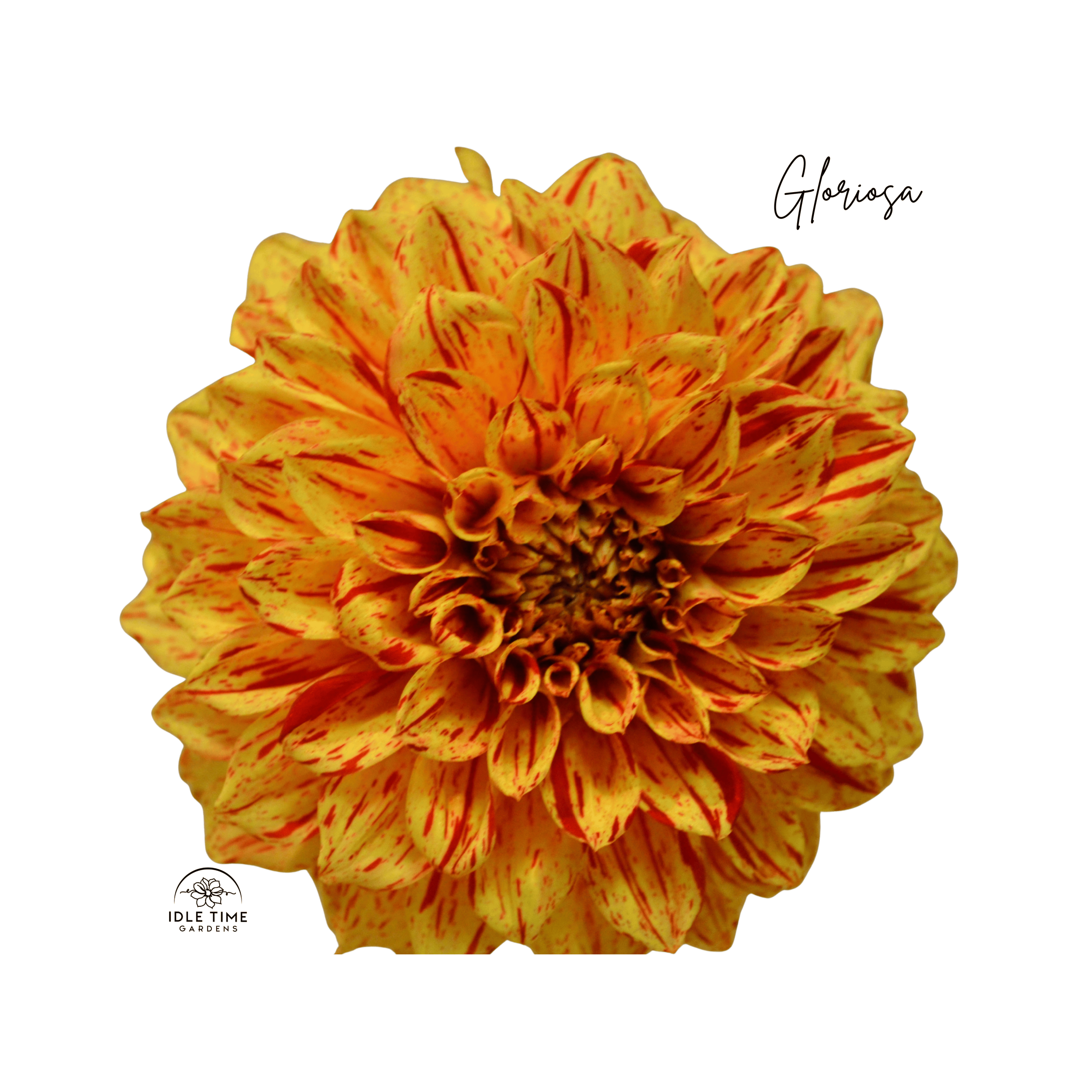 Gloriosa - Single.png