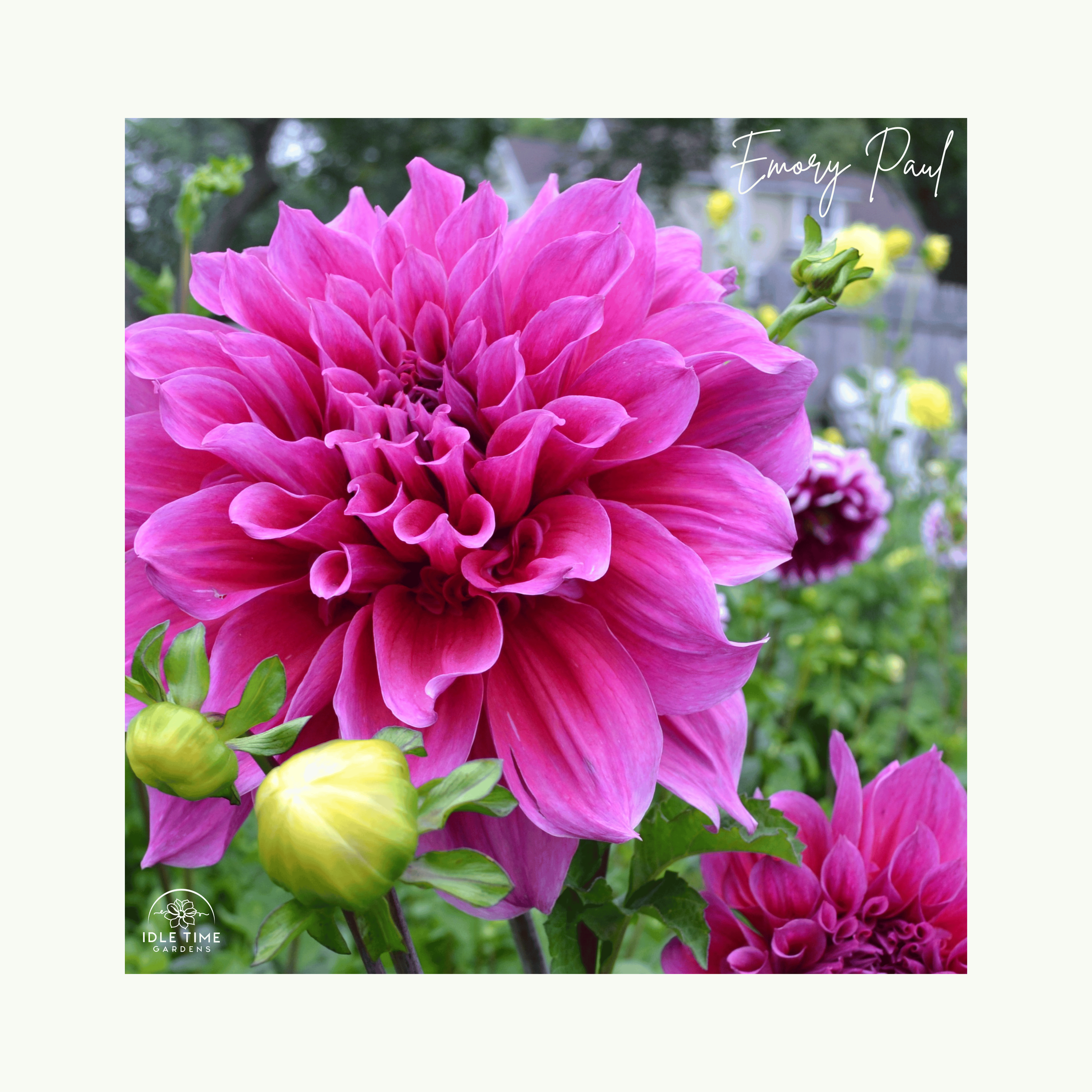 Emory Paul - In Field Group.png