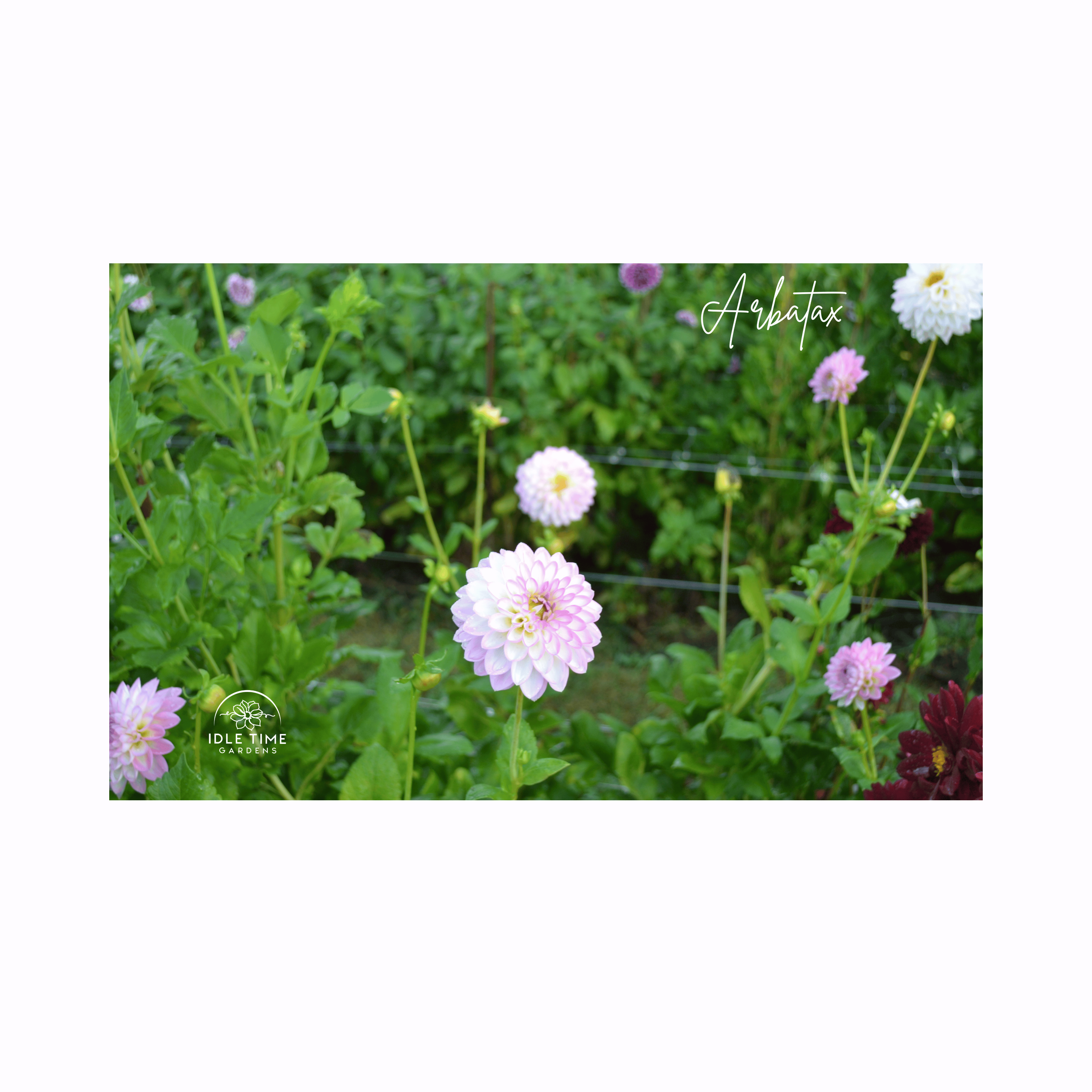 Arbatax - In Field Group.png