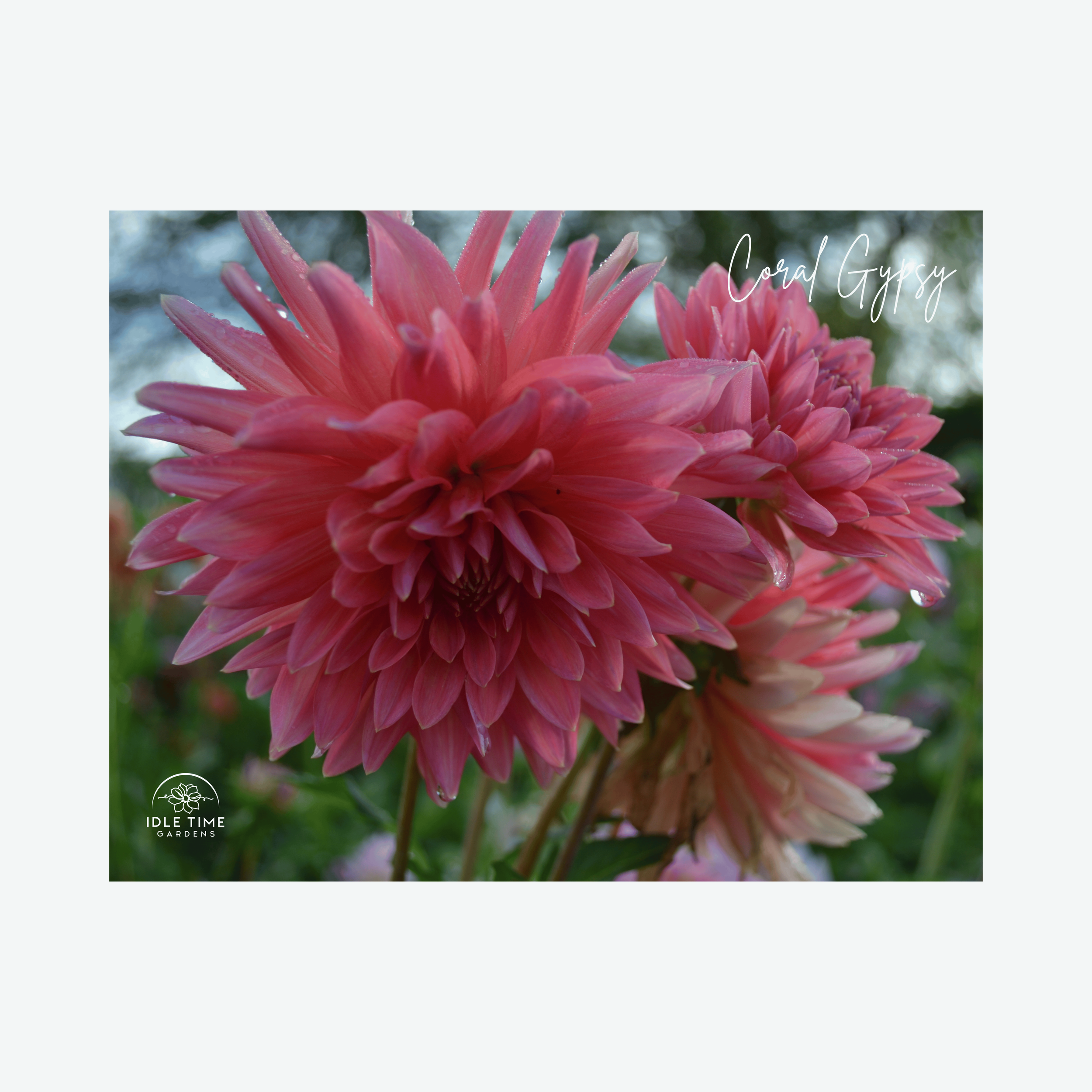 Coral Gypsy - In Field Group.png