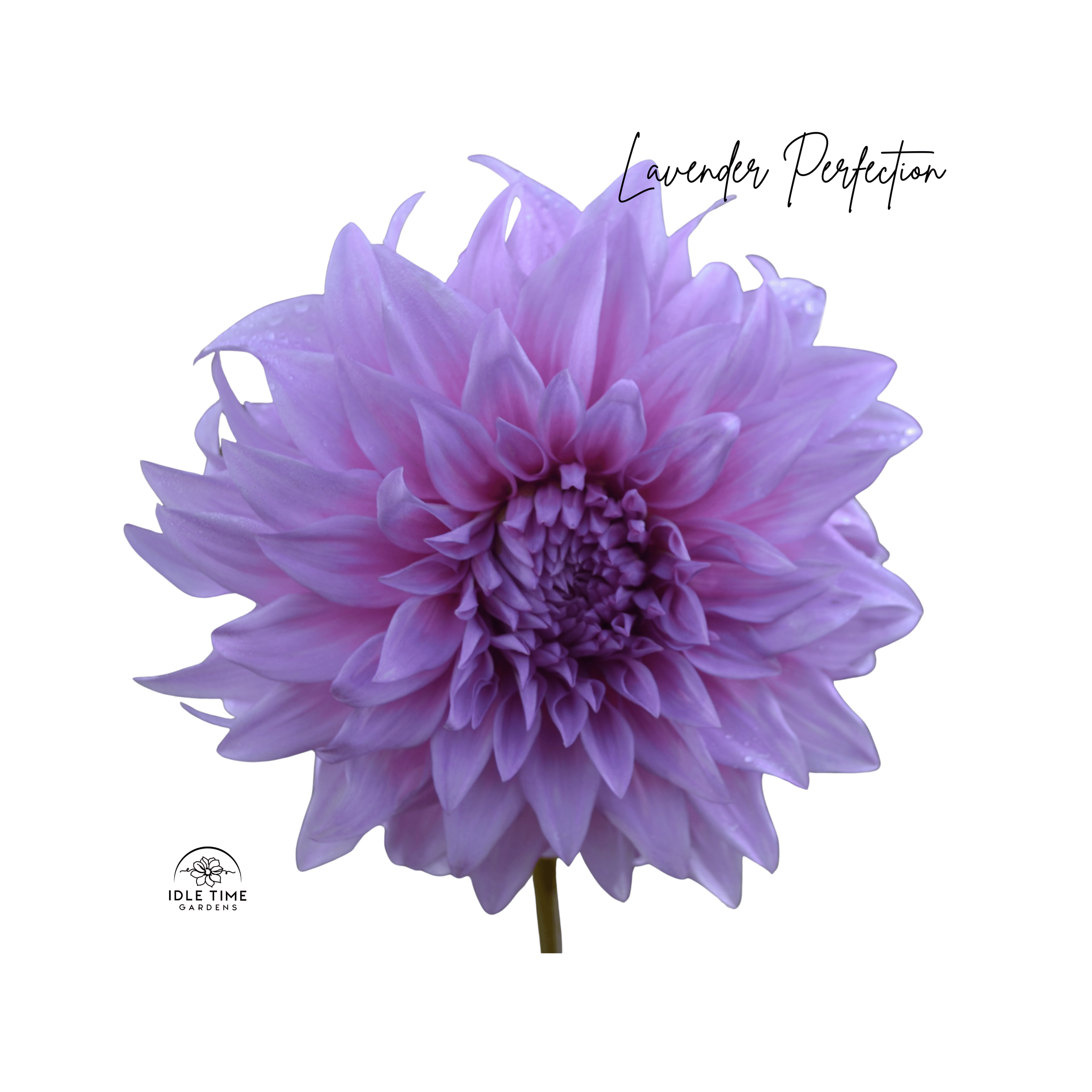 Lavender Perfection - Single.png