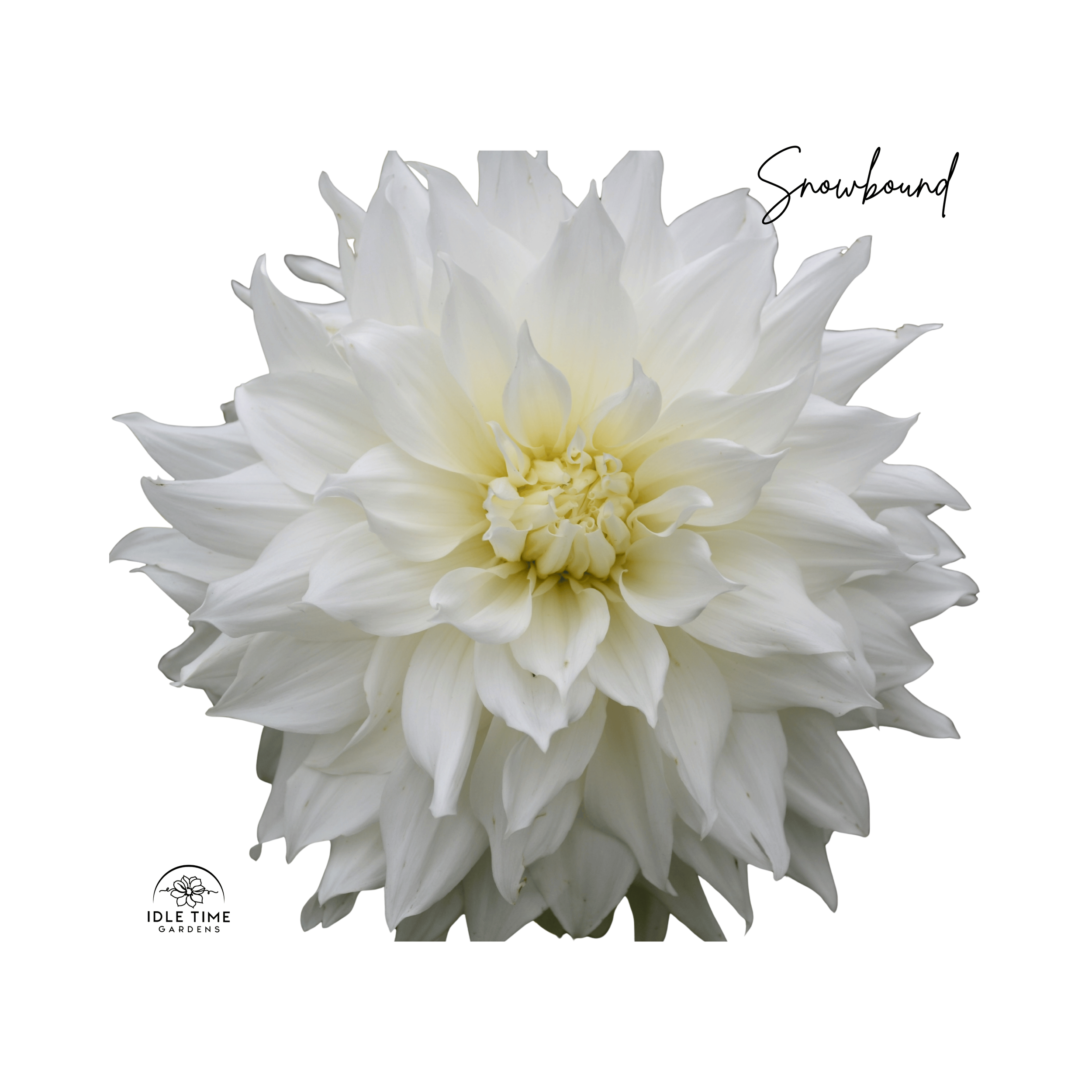 Snowbound - Single.png