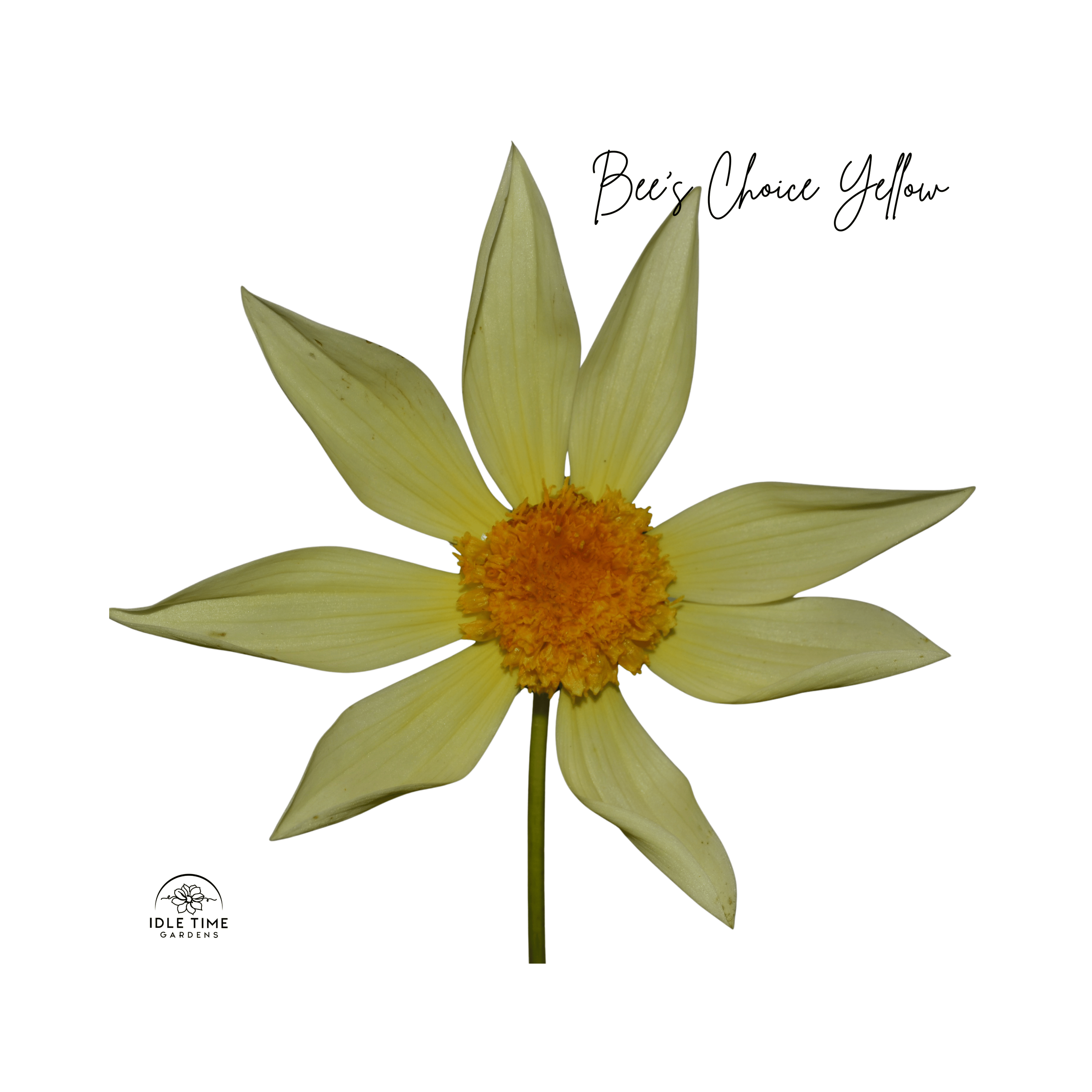 Bee's Choice Yellow - Single Close Up.png