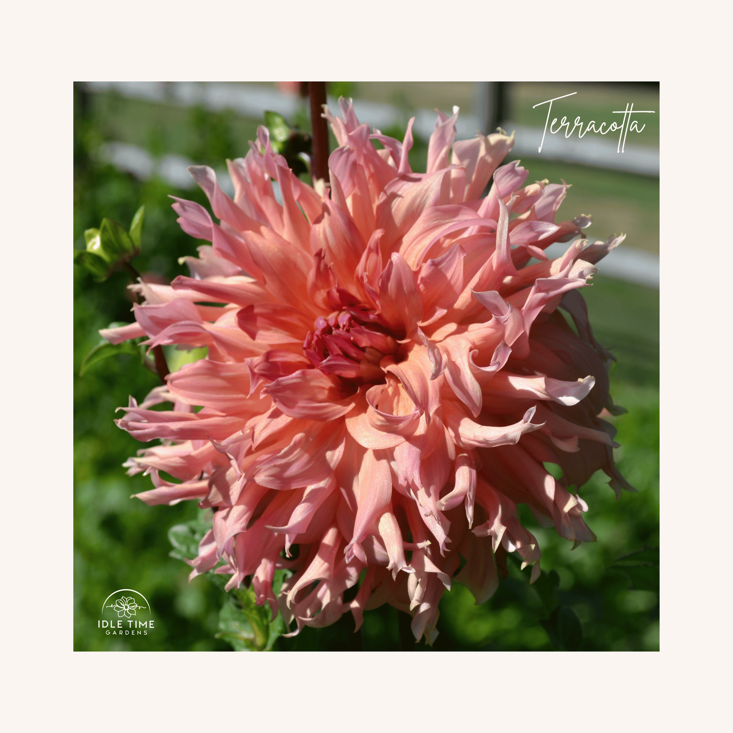Terracotta