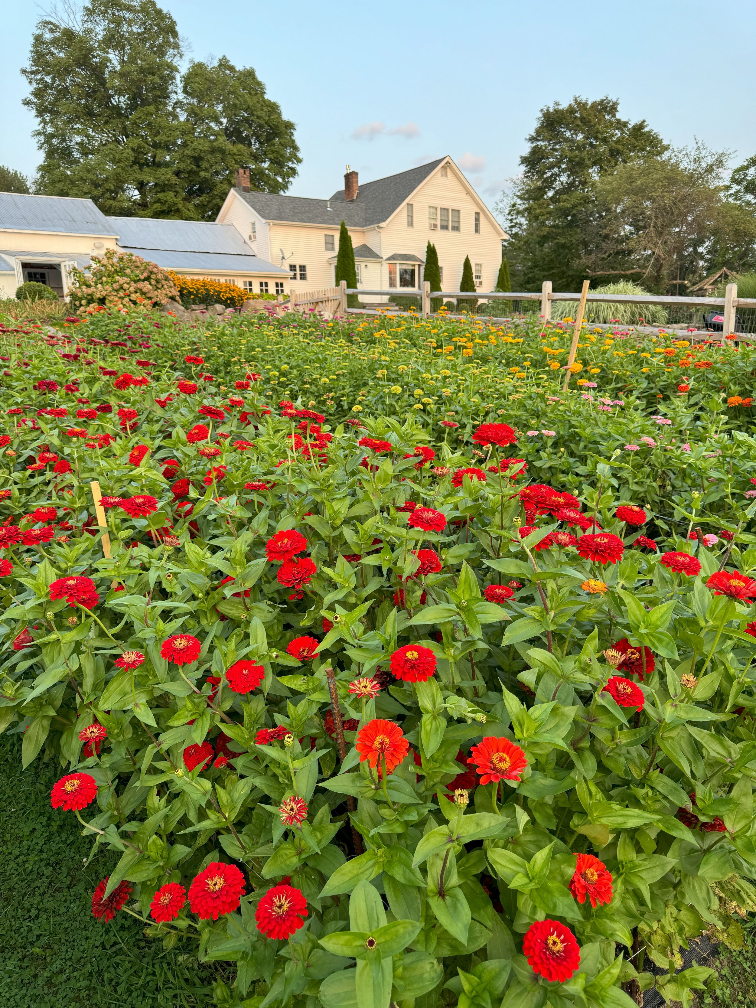 Giant Zinnias